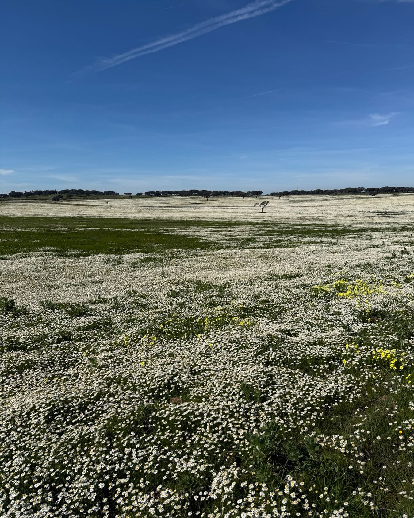 Chegaram as primeiras flores do ano!
