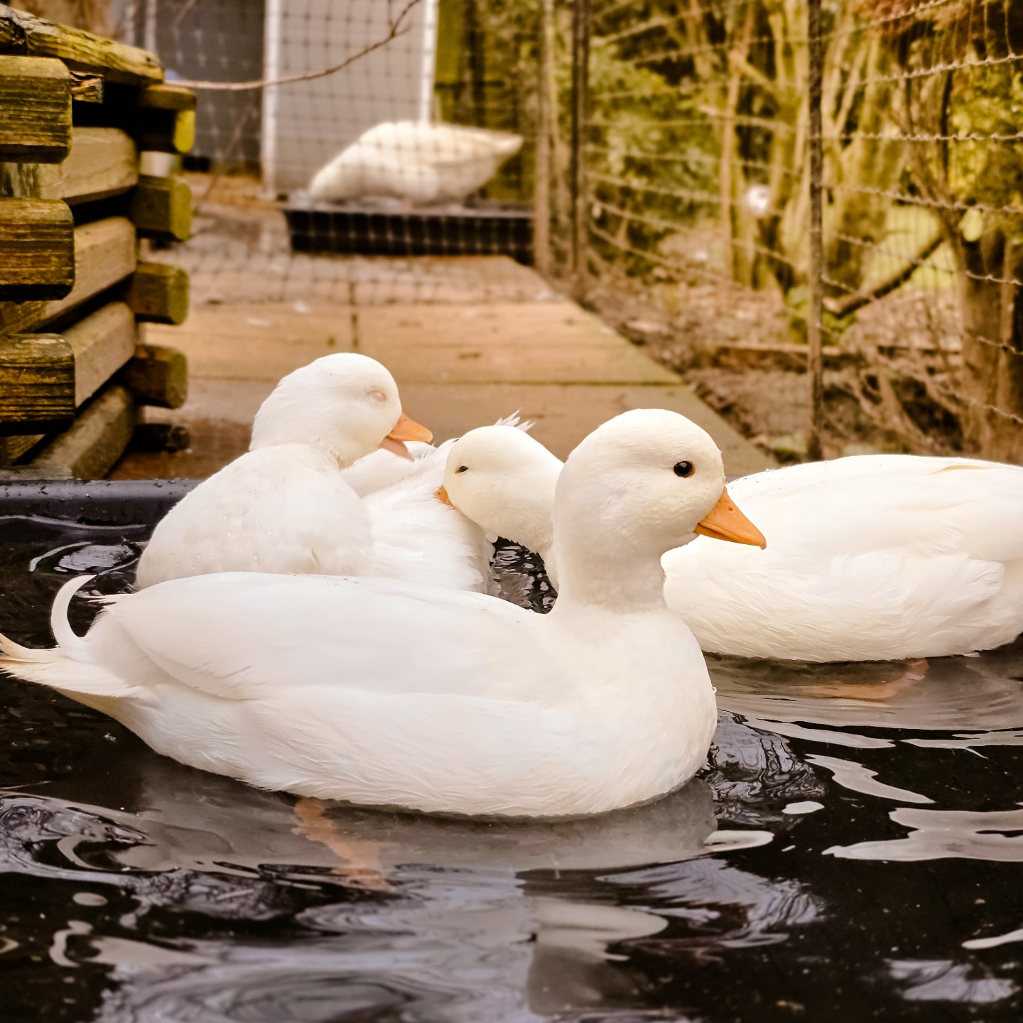 Meet Ozzy! Daisy and Pixie are in the background and Indie is off somewhere else being Indie. First egg from my White breeding group yesterday! 🤍
#white #whitecallduck #callducks #callducksofinstagram #callducksuk