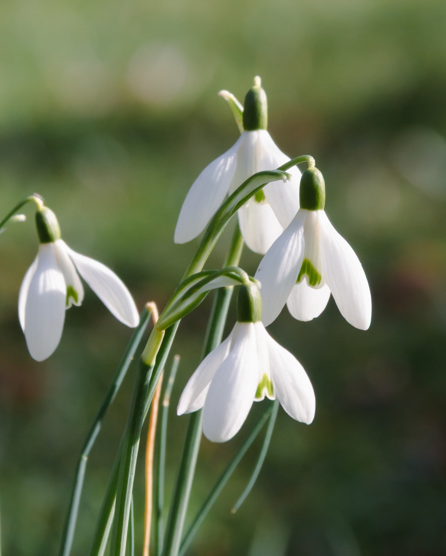 Throwback to last year’s 1st March visit to the beautiful Hidcote Manor Gardens near Chipping Camden in the Cotswolds.
#hidcote #hidcotemanor #hidcotegardens #nationaltrust #cotswolds