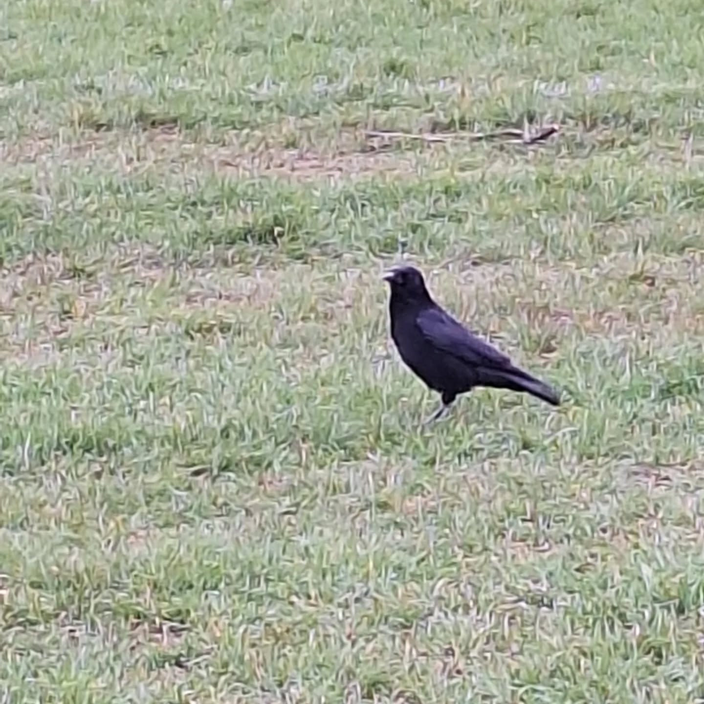 It's been all about the birds this week.
We looked at real nests & imagined how we could build something so beautiful and strong with only are mouths and bums 😆
Right in cue this morning one if our crows flew past with a twig. We watched them add to a small start of a nest.
This is SO exciting. They are moving back to the ash tree. Last year they left. Me and @salthomas1 were bereft. For many years we have watched them nest build, protect the eggs and rear their young. We even saw them fledge one year.
For the kids it's like bringing them up to speed on a soap opera 🤪.
Yay! It's bird season!
#outdoorlearning #spring #birdsong #corvids