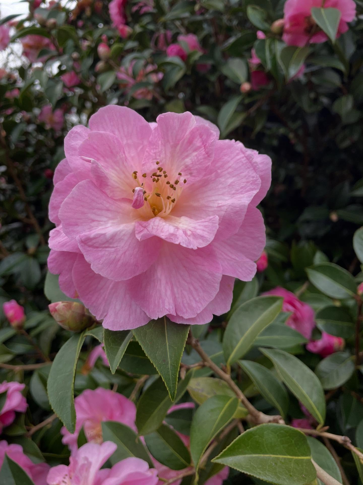 🌸 Blooms. Outrageous blooms on the camellia. In case like me you have had enough of the rain, wind, grey, floods and mud. Here are some pics of flowers.
Anyone else feel like the weather is stuck on repeat?!