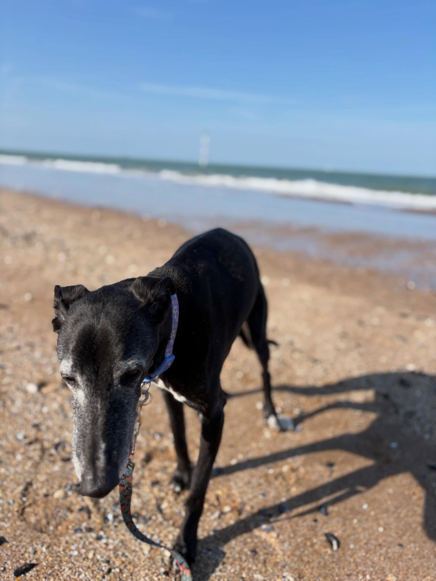 Doris 🖤 she told me today that her favourite colour is purple and she likes watching coronation street with a glass of red…