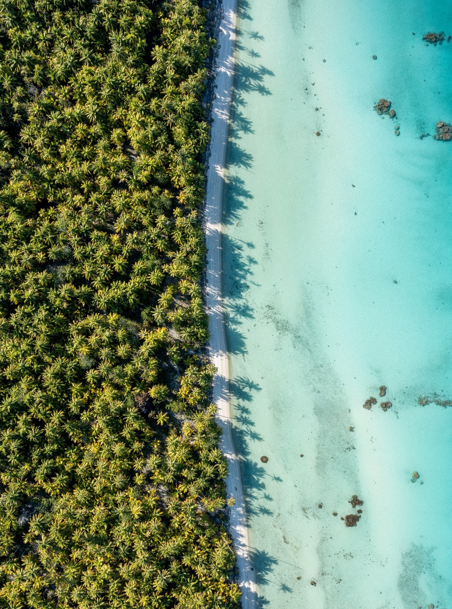 Tikehau se extiende en tonos de verde, blanco y azul, donde los cocoteros, la arena y el mar conviven en perfecta armonía.
.
Tikehau stretches out in shades of green, white and blue ; where coconut palms, sand and sea exist in perfect harmony.
#MoemoeaTravel #FrenchPolynesia #PolinesiaFrancesa #Tikehau #IslandParadise #LuxuryEscape #LoveTahiti