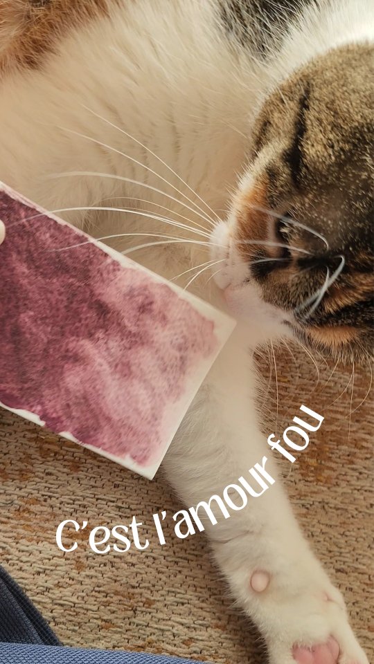 Roro seal of approval
Confiture de ronce, définitivement adoptée par les potits chats
Vraiment, des fois, les difficultés ne sont pas celles qu'on croit ahahah faire des photo/video des échantillons d'aquarelles avec des chatons pots de colles c'est (adorablement mignon mais) beaucoup de raté et de clichés à refaire, entre les ombres, les poils et les moustaches !