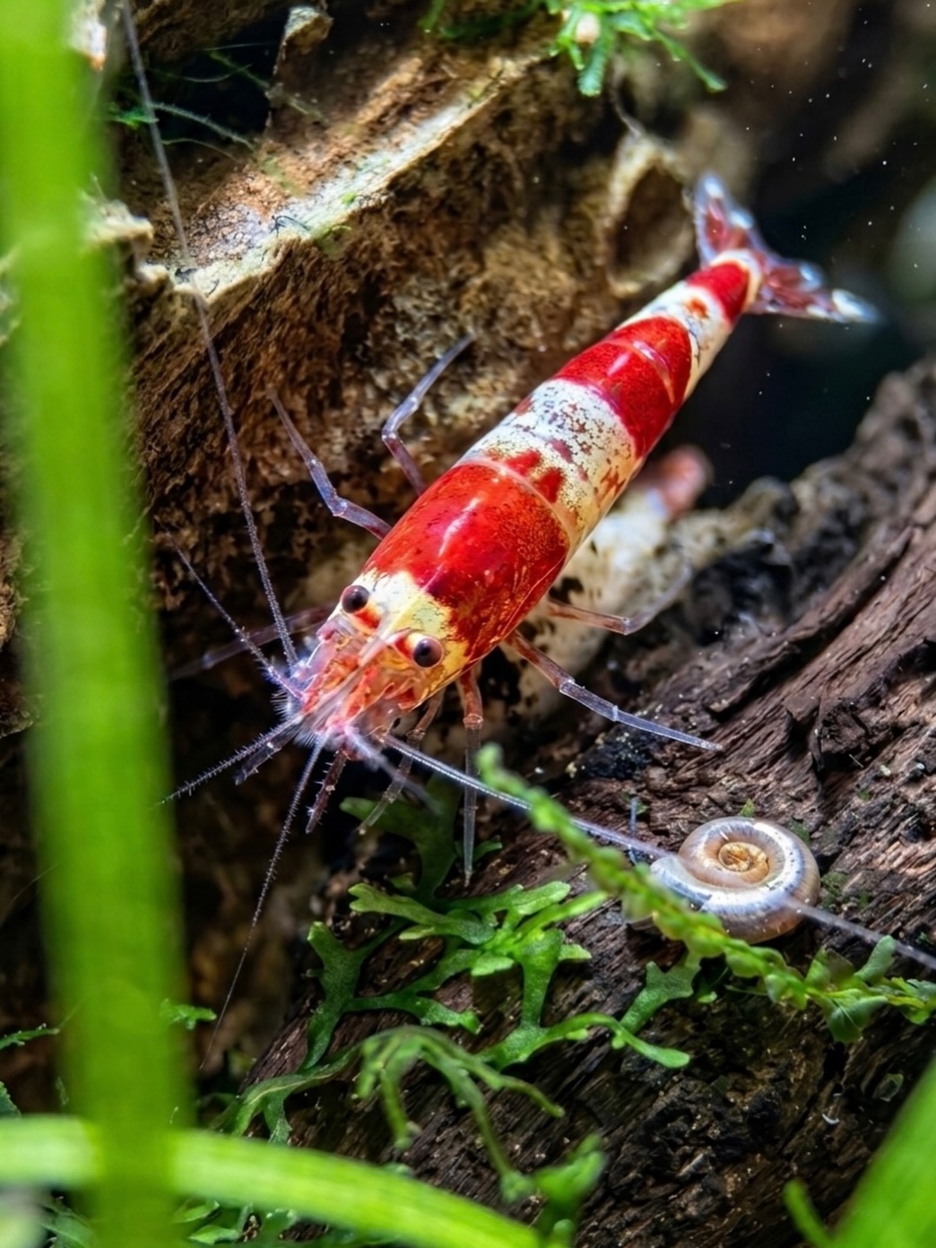 Avant les nouveautés, les surprises et l’anniversaire…
revenons à l’essentiel 🦐
Depuis bientôt 5 ans, notre priorité est la même :
👉 des crevettes en bonne santé
👉 des bacs équilibrés
👉 des conseils honnêtes
Merci d’être là 💚
#shrimp #aquarium #aqua #crevettes #natureaquarium