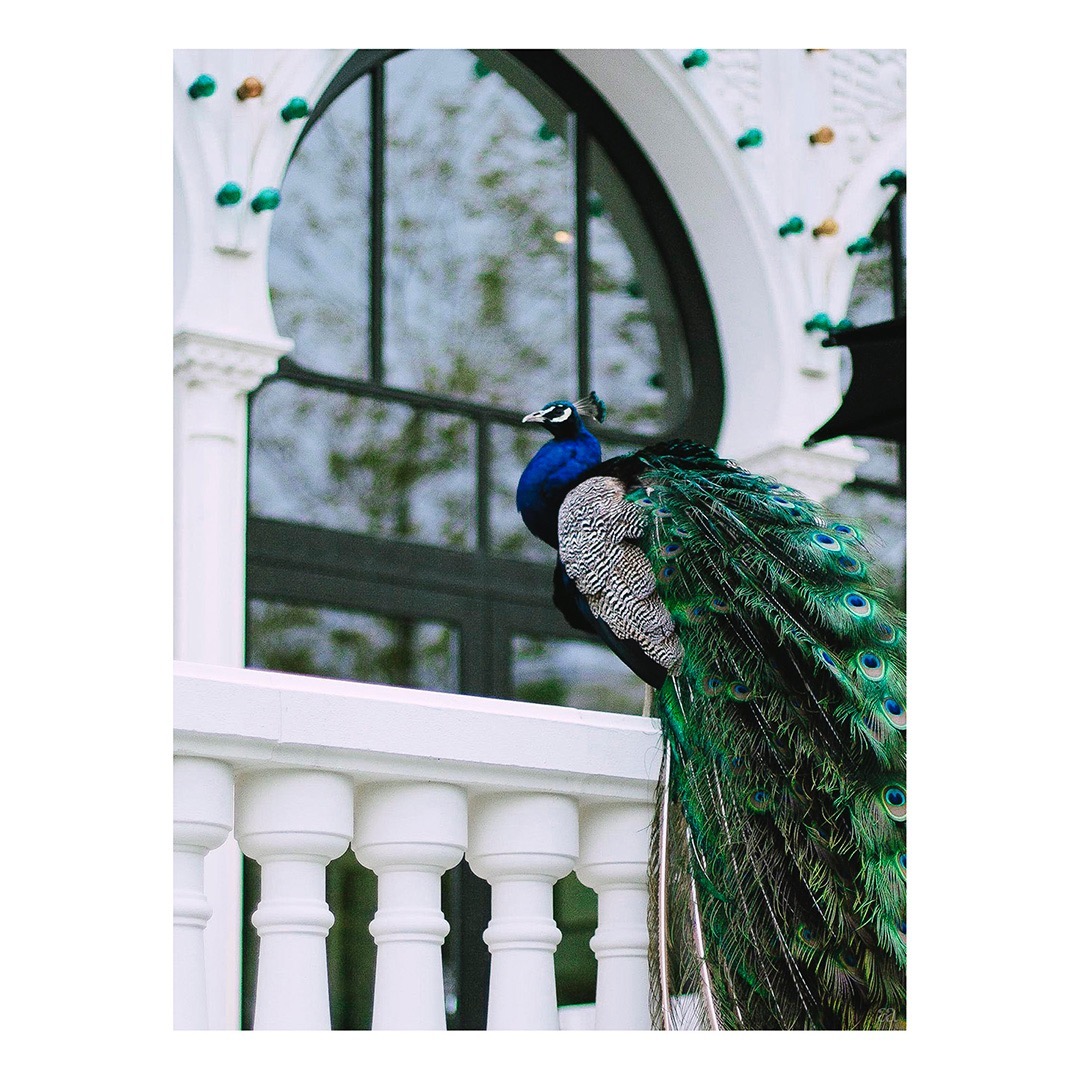 #copenhagen #tivoli #tivoligardens #peacock #birds #peafowl #iridescent #plumage #senseofplace #placephotography