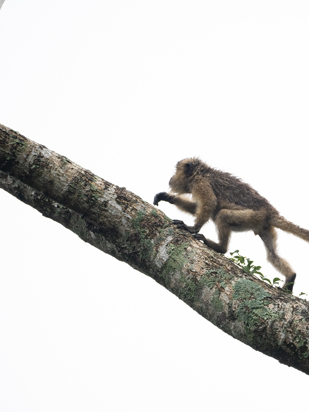 Día Mundial de la Vida Silvestre у de la Naturaleza. 🌷✨
Te invito a conocer la belleza en un Safari fotográfico 🥰
Comenta safari y te envío más información ㅤ♡
#lacamaraexplora