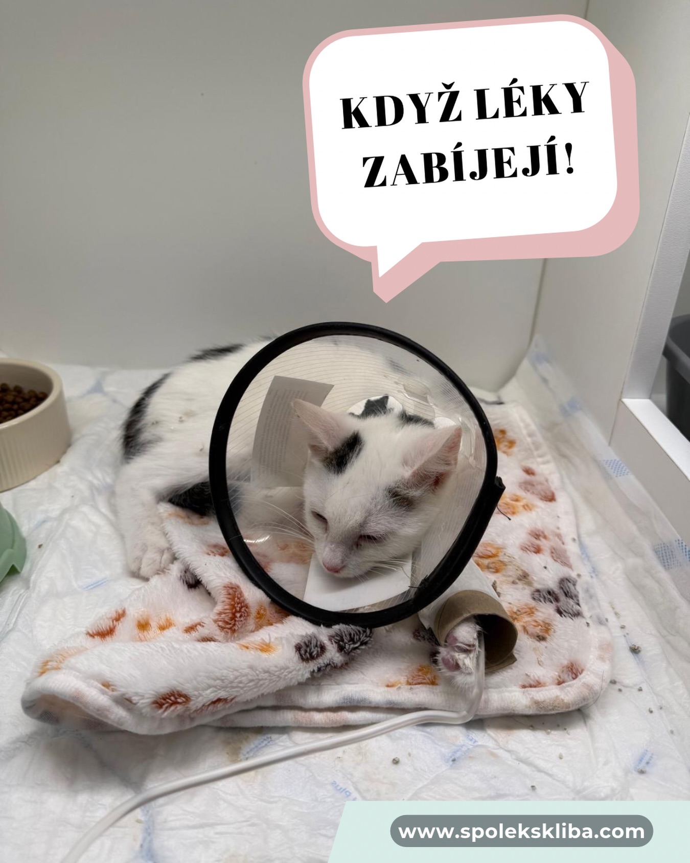 Dneska musíme na chvíli odložit humor stranou. Je tu jedno téma, které se neustále vrací a které nás ve Šklíbě upřímně děsí. Jde o lidské léky na bolest, jako je Paralen (Paracetamol) nebo Ibalgin (Ibuprofen).
Možná si někdo v dobré víře řekne: „Kočička vypadá, že ji něco bolí, dám jí kousíček Paralenu, to jí přece uleví...“ PROBOHA, TO NIKDY NEDĚLEJTE! 🙀🆘
Proč je to tak nebezpečné?
🔴 Paralen (Paracetamol) – vnitřní dušení 🩸🩺
Kočky ho neumí odbourat. Látka začne rozkládat červené krvinky, které přestanou rozvádět kyslík. Kočka se začne vnitřně dusit, zmodrají jí dásně a játra odumřou.
☠️ Smrtelná dávka: Toxických je už 50 mg/kg. Běžná tableta (500 mg) tak spolehlivě zabije 2 až 3 dospělé kočky! Pro kotě je osudný i úlomek.
🔴 Ibalgin (Ibuprofen) – útok na ledviny 🚽🩹
Způsobuje těžké, krvácející žaludeční vředy a bleskové selhání ledvin. Kočka začne zvracet krev a její tělo se otráví vlastními zplodinami.
☠️ Smrtelná dávka: Příznaky nastupují už při 40 mg/kg. Jedna růžová pilulka (400 mg) je pro průměrnou kočku enormní smrtící dávka. 🆘
U nás máme k lékům obrovský respekt. Praxe nás naučila jedno: Kočka není malý člověk ani malý pes. To, co nám pomůže od bolesti hlavy, je pro ně smrtící koktejl. 🧪🩹
Co dělat, když máte podezření, že vaše kočka něco takového spolkla?
Neztrácejte čas psaním do diskuzních skupin na Facebooku! Popadněte kočku, krabičku od léku a OKAMŽITĚ jeďte na nejbližší veterinu, která má pohotovost. Tady se hraje o vteřiny. 🚐💨
Prosíme, sdílejte tento příspěvek. Možná tím zachráníte život, který by doplatil na pouhou nevědomost. 🙏✨
Terka ze Šklíby 🐾