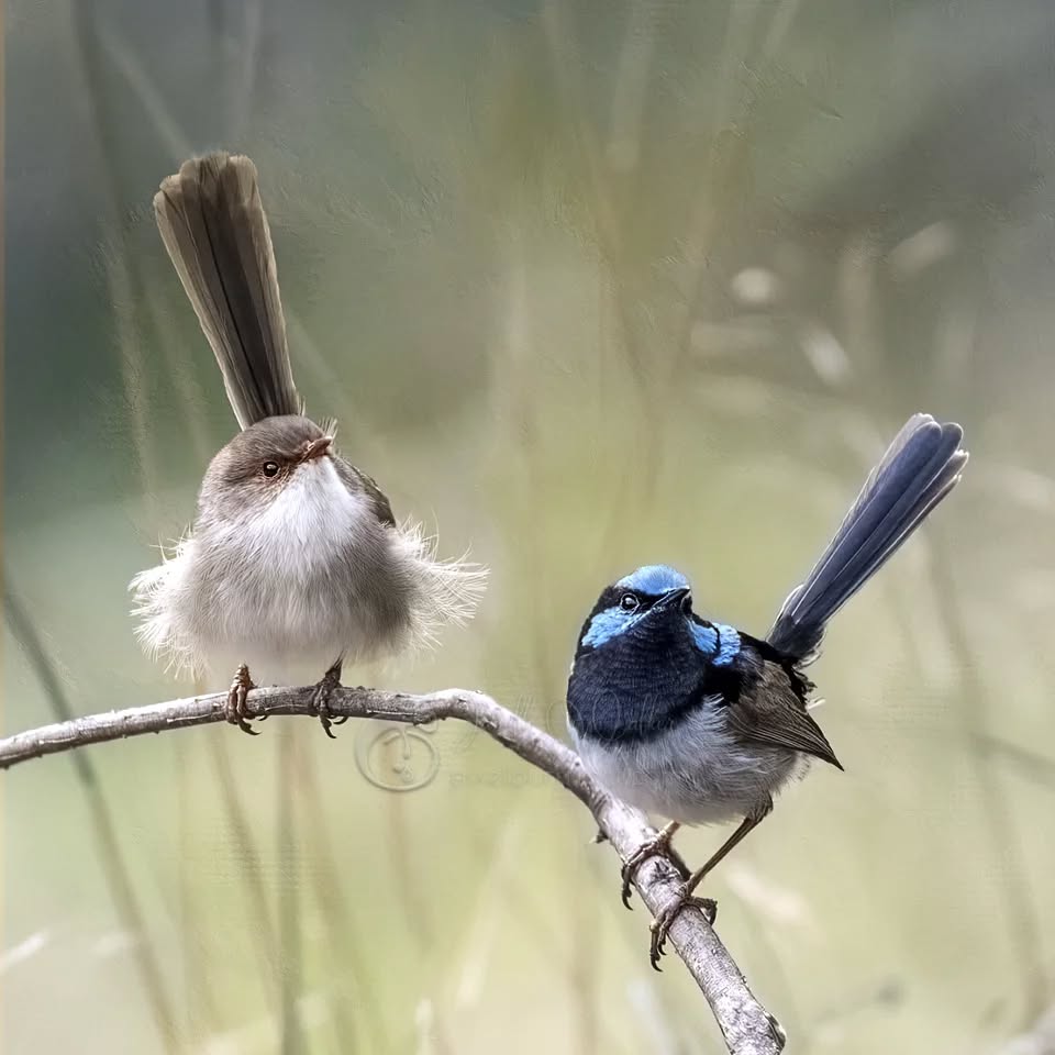 Well this is the final #Wrensday post for 2023. I hope it's been a good year for you, and here's to an even better 2024.
.
.
.
.
.
.
.
.
.
.
.
#pixelpurrrfectphotography #exquisitepics20_australia #rebel_artandedits #mcl_arts #illustrious_art #artistry_flair #super_photoeditz #edit_lovers_united #wildlife_artistry #birdsofaustralia #Creative_AnimalArt #bpa_arts #photo_creation_silver #rebels_nature #rebels_united #explore_wildlife #wonderland_arts #art_andfact #galleria_of_grace #illustrious_magic #dreamland_arts_of_nature #rawedit_
#australianbirds #wildlife_artists #everything_animals #nature_perfection #everything_imaginable #pictas_art #fairywrenproject