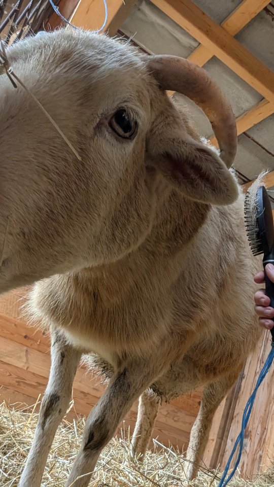 Ja, wie kann ich bei diesem Video nicht über die Liebe schreiben....
Die Liebe zu den Tieren, zu Menschen, zur Natur und dieser Welt, auf der wir uns hier rumtreiben. 💚
Tarik wollte unbedingt wieder mal da auf Instagram einen eigenen Post. Und weil er ein bisschen bockig war, dass ich 3 Tage weg war, musste ich ihn gestern "weichstreicheln". So nennen wir seine Wellness Behandlungen, damit er uns wieder wohl gesonnen ist und Abwesenheiten verzeiht. Man sieht in seinen Augen, dass nun alles wieder gut ist. 💕
Das lieb ich sehr.
Ja, und was Schlaueres kommt in diese caption nicht rein, das will er nicht, weil er steht nicht so auf schlaue Sprüche.
#tarikcontent
#leben
#liebe