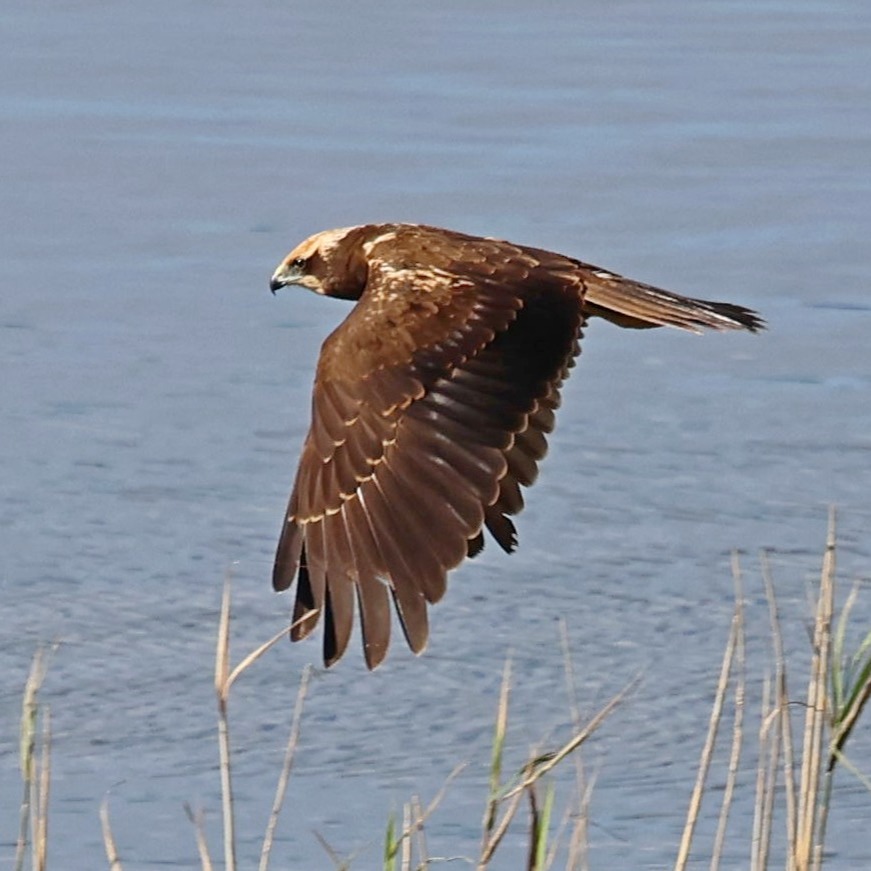 A female Marsh harrier patrolling the reeds. A shot from a few weeks ago.
#islandwildlife #kefaloniawildlife #kefaloniabirding #guidedwildlifewalks #marshharrier