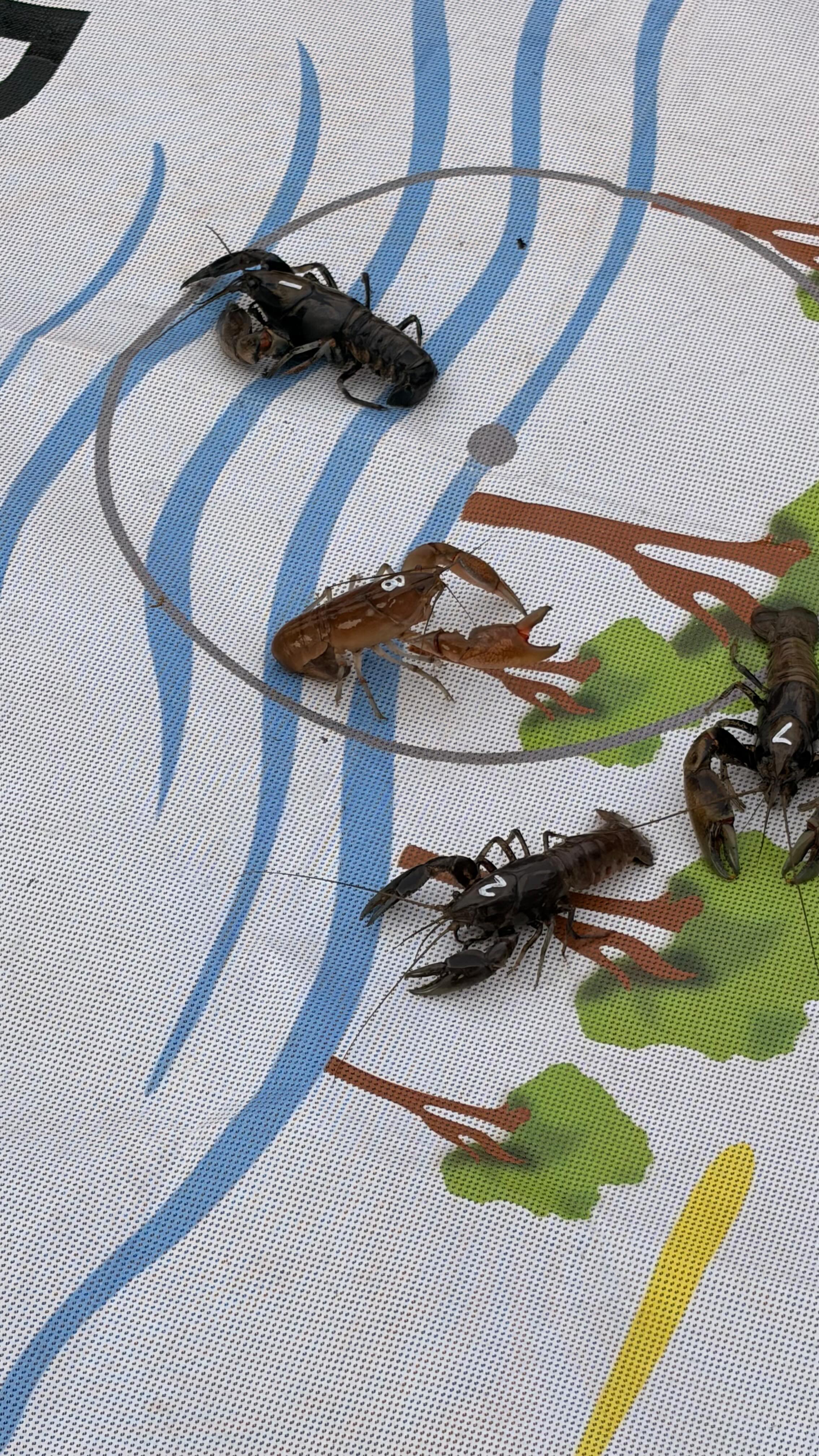 Watched @theskerricks at @gonagambie’s @nagambieonwater Entered the Yabby Cup & number 10, we named - Skerricks won the race! Yippee. 🦞All yabbies were returned home. Thanks @goadventurenagambie #yabbyraces #wewon #nagambieonwater