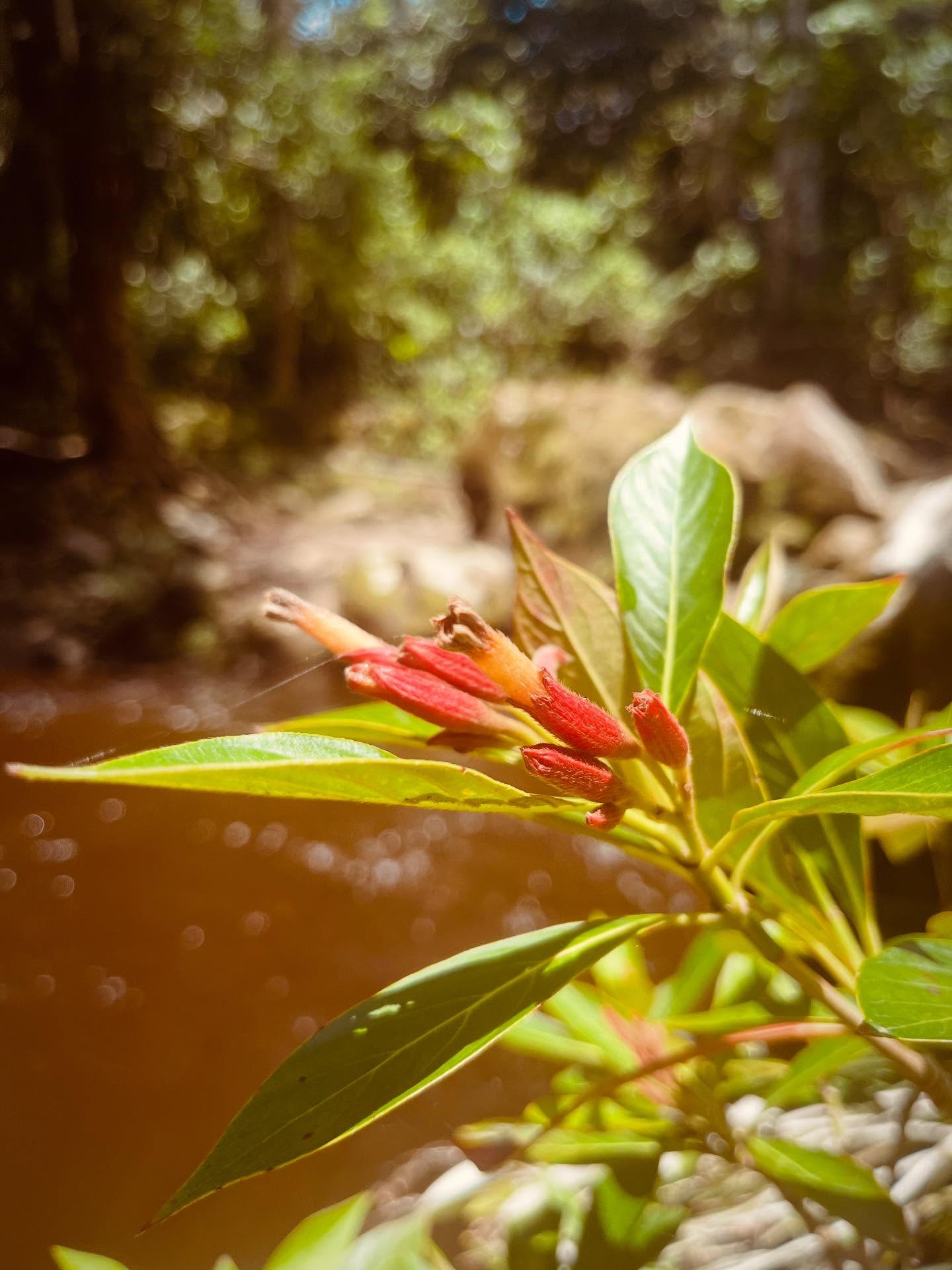 Die Zeit, die wir - und da dank ich Yaya sehr für - 2 mal im Jahr im peruanischen Amazonas verbringen ist ganz simpel: Pflanzen, Medizin aus Pflanzen und einfaches Essen ohne Salz. Dann bleibt nur noch die Zeit, die wir dort mit unseren Themen verbringen, im tiefen Gebet und der Bitte, dass wir uns von alten Themen der Vergangenheit befreien können. Gott hat für alles eine Antwort und Sein Heilsplan ist schon geschrieben. Wir dürfen einfach unseren Glauben stärken und wieder lernen Yaya hundert Prozent zu vertrauen. Das ist Heilung und pure Nahrung für Seele, Spirit und dadurch auch heilsame Führung für den Körper. #amazonas #yaya #heilung #dankbar