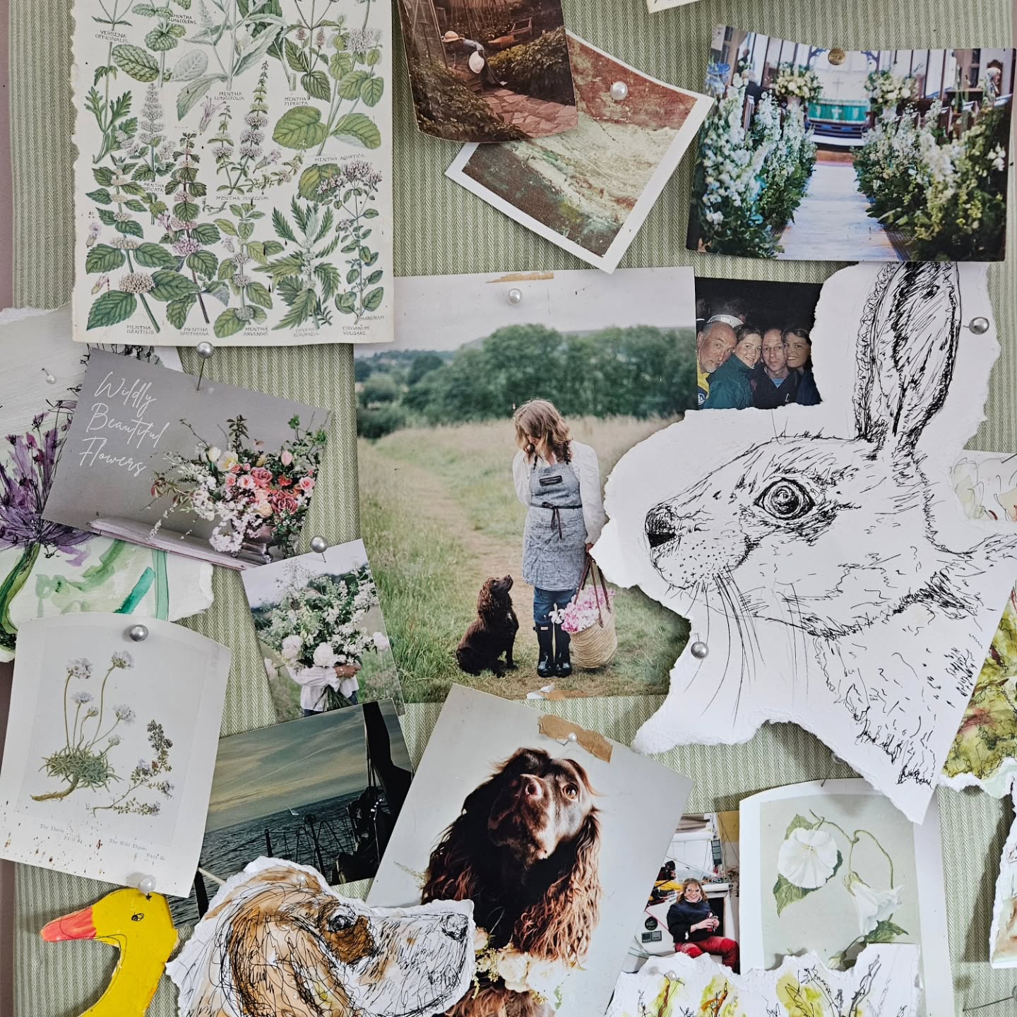 A corner of the studio....
Martha.... and Angus drawn by me... pictures of me in my veg gards as a kid and pages of flowers from old wild flower books every one gives me.
The studio is now where the spaniels and I will be spending much of our year. Constantly sweeping the floors.. and finding that balance between oranised chaos...
So it begins...