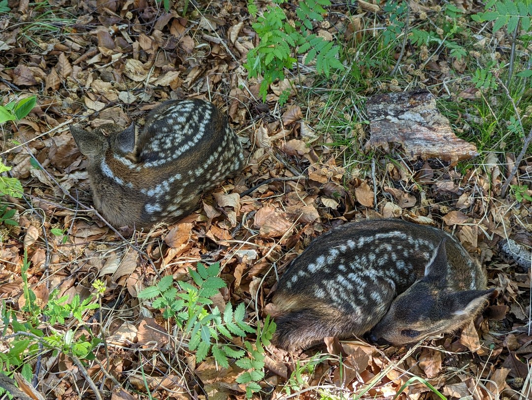 Langsam aber sicher nimmt die Saison 2022 ihren verspäteten Lauf. Die ersten Kitze sind gesichert, die ersten 200 Ha bereits abgesucht.
Es gibt jetzt online die Möglichkeit, eine Fläche vor-anzumelden, unabhängig vom genauen Termin. Das erleichtert uns an den besonders hektischen Tagen die Koordination und Planung der Einsätze. Bitte, wenn möglich nutzen 🙏
https://www.rehkitzrettung-hannover.de/anmelden
#rehkitzrettung #kitzrettung #hannover #regionhannover #drohnenkitzrettung #landwirtschaft #rehkitzrettunghannover #wildtierhilfe #wildtierrettung #m2ea