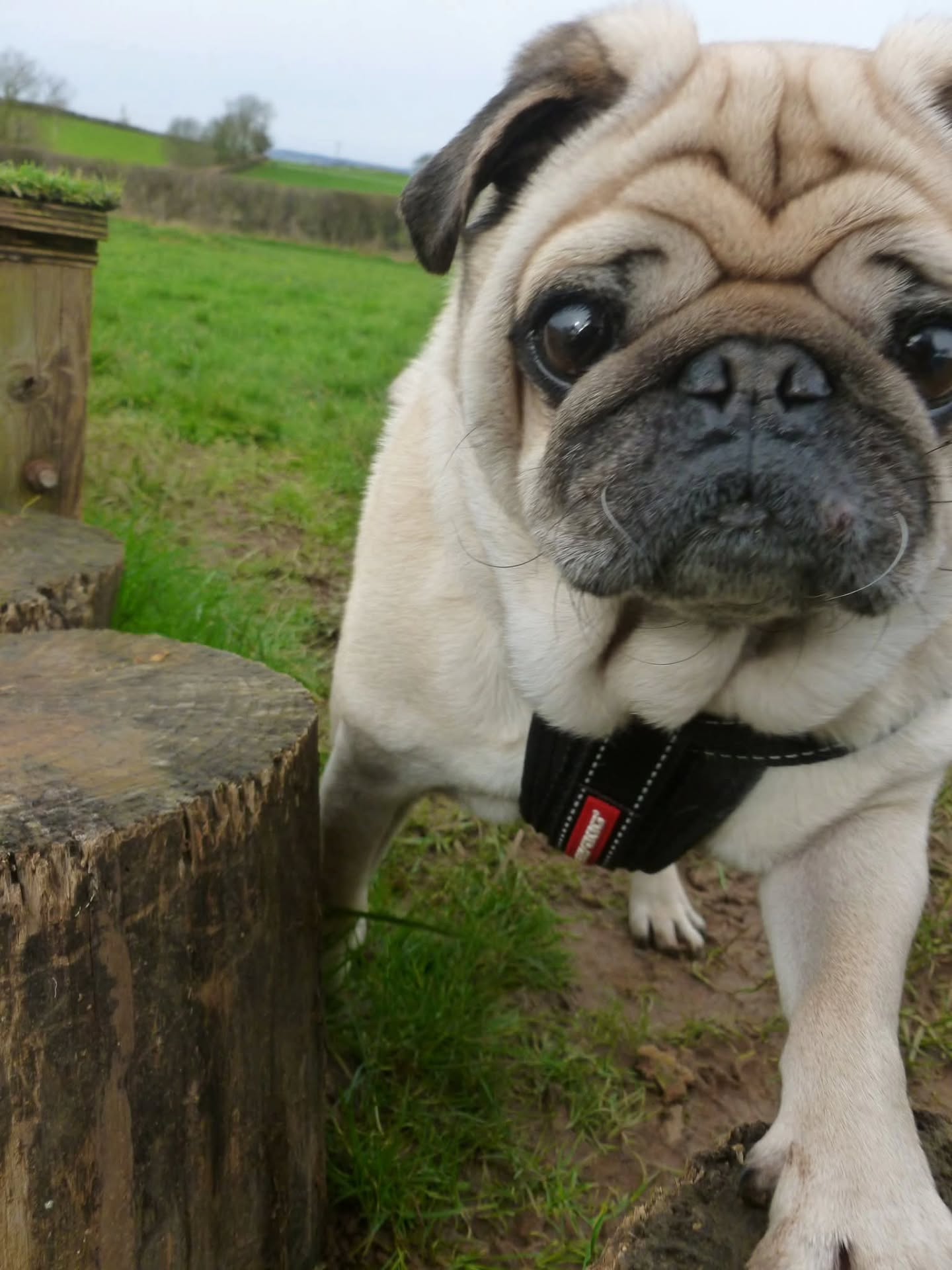 Agility training offers a whole range of physical, mental, behavioural and bonding benefits โค๏ธ
And it's not just for crufts champions or certain breeds either.
Over half-term Charlie the pug was put through their paces by Holly.
Well done Charlie! ๐พ
#DogAgility
#PositiveTraining
#HappyDogHappyLife
#DogFriendlyHalfTerm