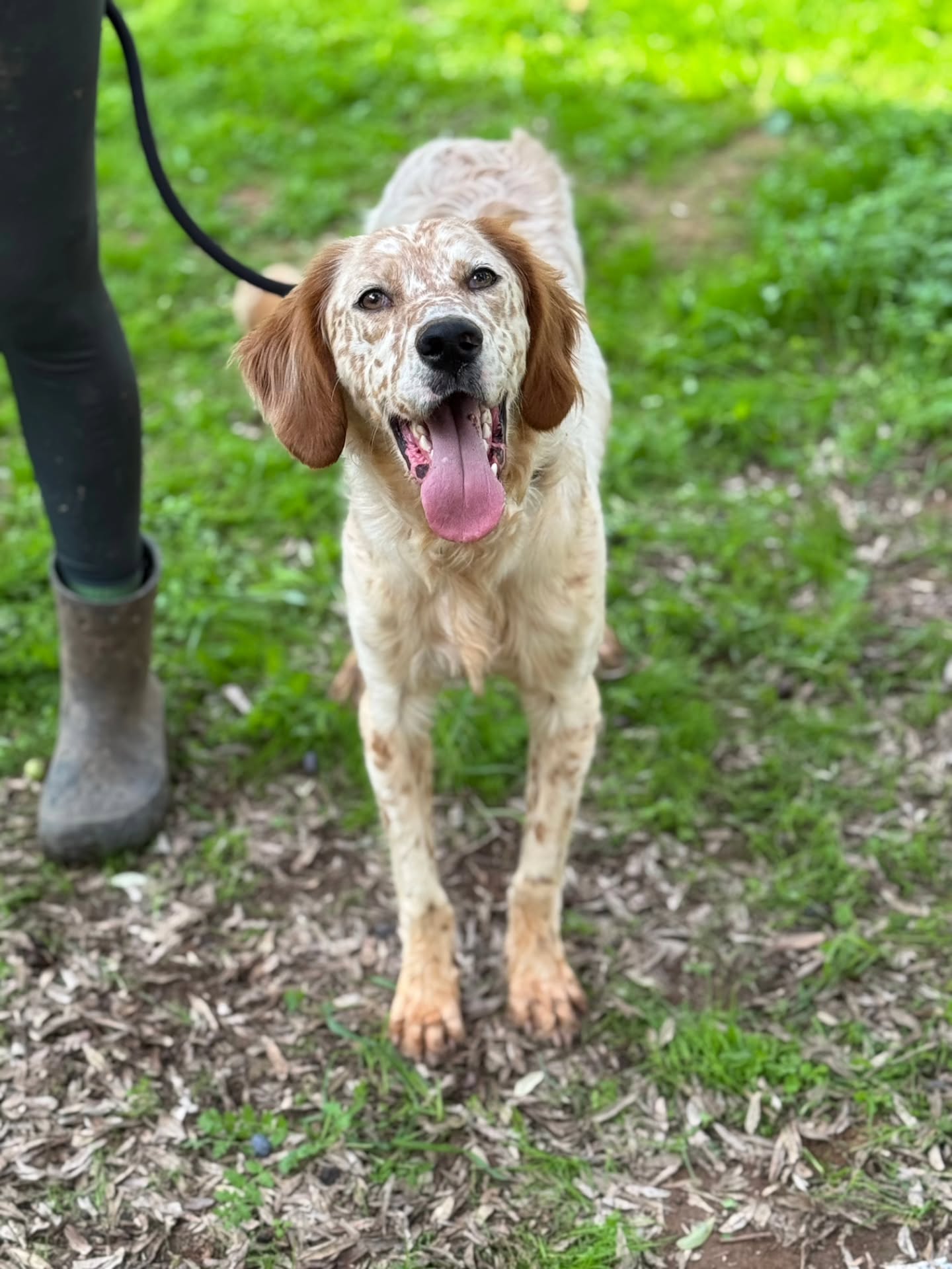 Giving Jules the good news that he has been adopted and gets to move to his new home soon ❤️