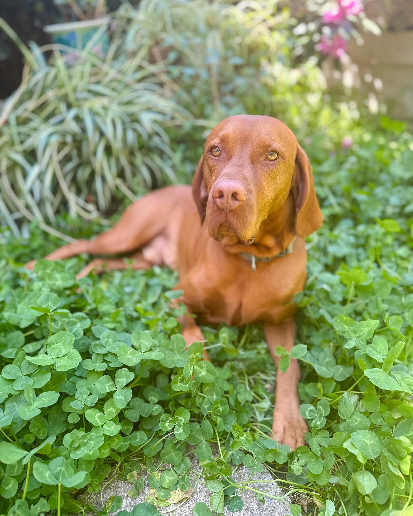 At home care for your pup 🤎 we treat them like our own #sfdogs #dogboarding #dogtrainingtips