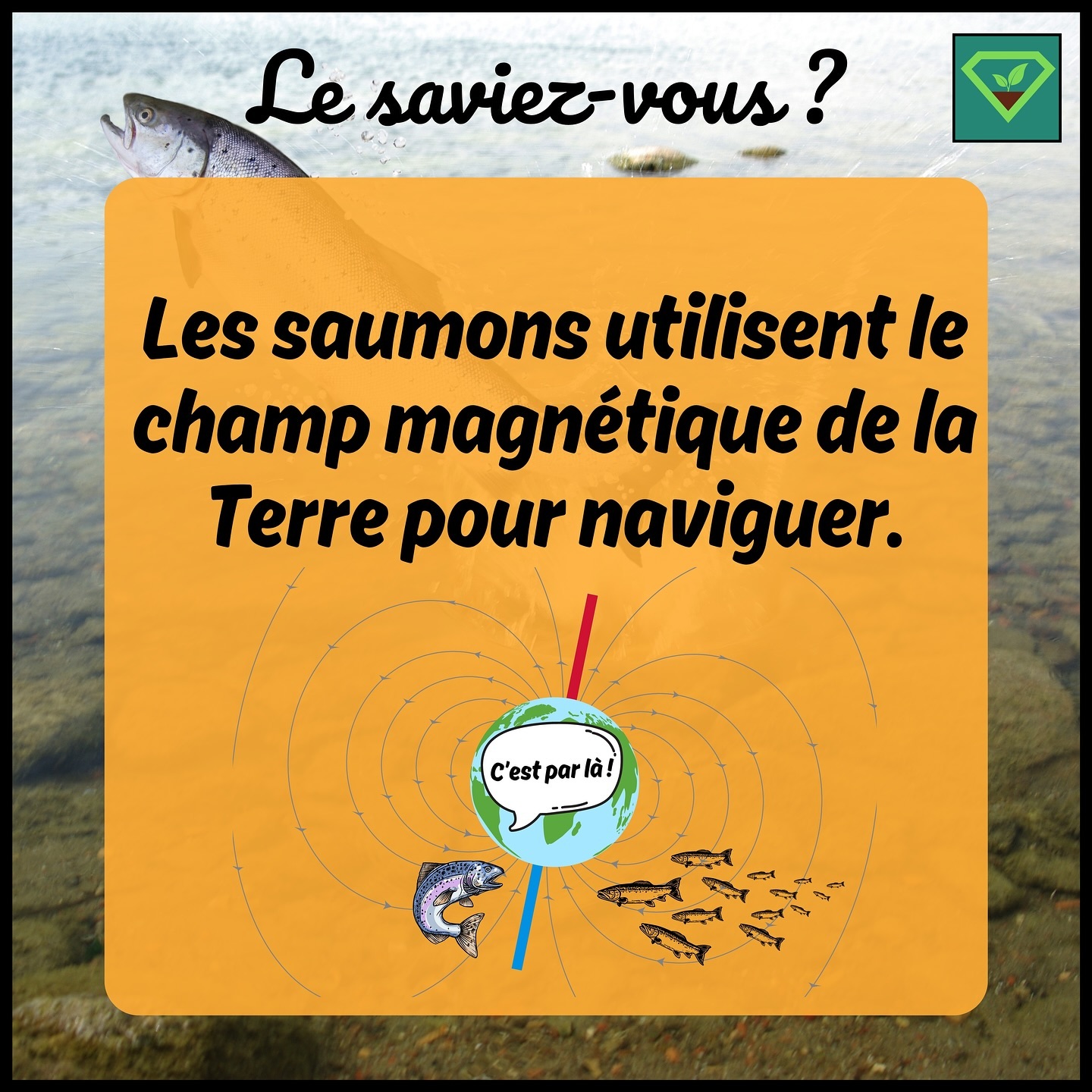 🐟⚡️🌎 Lorsque les saumons retournent à leur lieu de naissance pour se reproduire, ils s’orientent en détectant les variations du champ magnétique terrestre. #savoir#histoire#insolite#lesaviezvous#greenisyou#funfact#info#culturegenerale#champmagnétique#saumon
