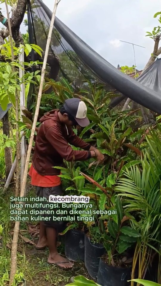🌿 Ideal untuk taman tropis & area lembap
☀ Tumbuh baik di bawah sinar matahari
📦 Tersedia ecer & partai besar
Hubungi kami untuk info stok dan pemesanan.
#kecombrang #etlingeraelatior #tanamanhias #indotropicalplant #plant
