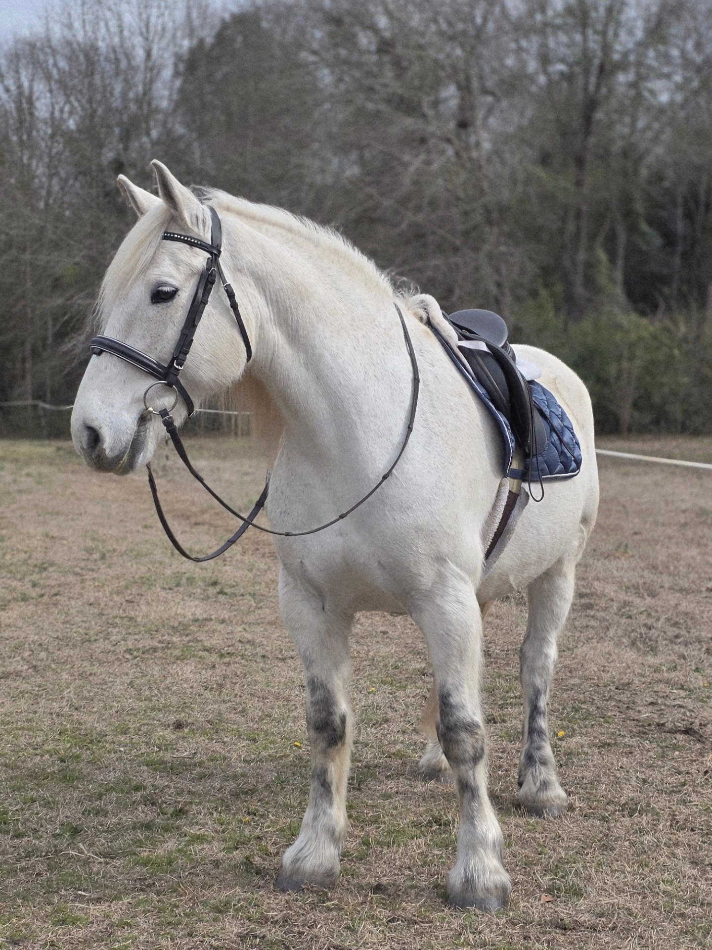 Ollie is a 13 year old percheron conemarra cross gelding standing at 15.1hh and he is as wide as he is tall. This loving and kind horse has been uncomplicated in every single way. He is barefoot with feet of steel. He is on a 4 week schedule and grows a ton of foot! He is a very easy keeper (though you have to be careful with him being on grass as he could develop metabolic issues. But he is easily managed with free choice coastal and supplemental timothy/orchard and a grazing muzzle). He stays well hydrated and can combat the heat of the summer with the help of his acupuncturist. He is built like a tank, and the only age appropriate maintenance he requires is adequan every 6 mo as he has the most minimal of arthritic changes in his Hocks. Happy to provide rads taken of hocks and his front feet as well as all vet records! I am more than happy to be fully transparent with everything.
He self loads on a trailer and you can take him anywhere and do just about anything. He loves trail rides, is happy prancing in the arena and is game for adventures. He even trailered out with me and got to be a horse and rider of Rohan in a lord of the rings inspired shoot with 12 other horses he had never met before. riders in full gear carrying spears, flags and shields (myself included) and he took care of me the whole time. He has been a wonderful lesson horse where he has taught complete beginners, small children, women coming back from major surgery, and seasoned experienced riders of all ages and demographics. He has always met each rider exactly where they were at and is wise beyond this world.
He is a solid first level horse and has schooled movements beyond this. He is classically trained and is light/responsive to the aids. His lateral work is lovely and correct, has a solid walk and trot pirouette, walk to canter transitions, simple changes, extended trot, collected half steps etc. He has the adjustability to be a potential upper level mount with continued proper guidance! But is just as content in the lower level work.
He is truly a once in a lifetime horse and so incredibly special, not just to me but to countless others. $ in the lower 5 figures