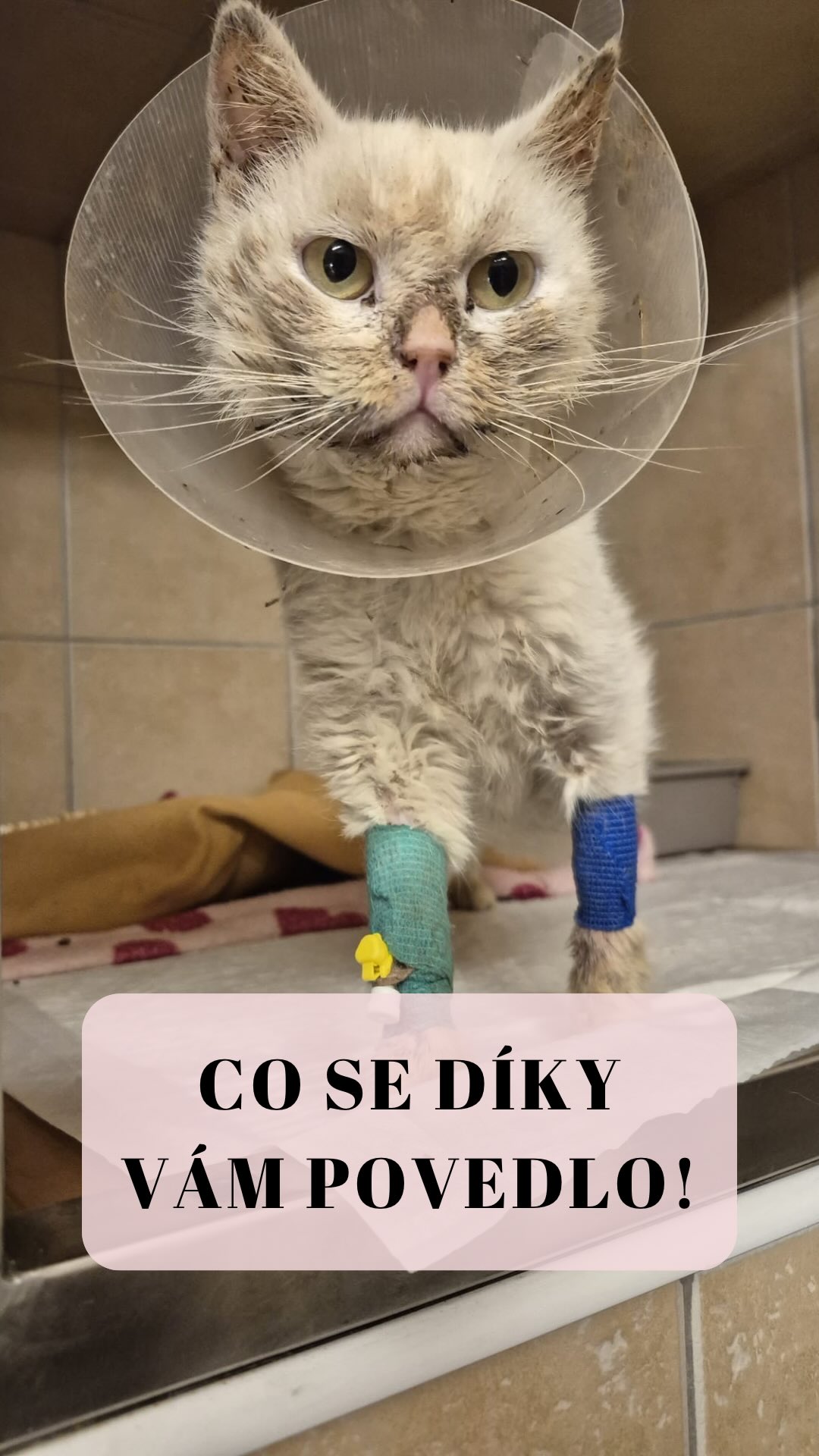 Dneska pro vás nemám žádné poučky ani varování, ale čistou radost! Chci vám ukázat to, co nás u srdce hřeje nejvíc – tu neuvěřitelnou proměnu, kterou naši svěřenci projdou. My tomu interně říkáme „glow-up“. 💅✨
Zářným příkladem je náš Aslan. Když k nám přišel, byl to kocourek, ke kterému se člověk nemohl ani přiblížit, jak moc se bál. Navíc nám dal po zdravotní stránce pořádně zabrat – dostat jeho pusinku do pořádku byla pro nás i pro veterináře opravdová výzva! 🩺🩹 Stálo to spoustu trpělivosti (a možná i pár našich šedivých vlasů), ale výsledek? Z ustrašeného nalezence je dneska docela mazlík, který si pozornost užívá plnými doušky. 🥰
Většina kočiček k nám přichází podobně. Jsou to ustrašené hromádky neštěstí s matnou srstí a prázdnem v očích. Pár týdnů v teple, hromada kvalitní péče 🥩 a trocha té naší lásky ale dokáže zázraky. Ze škrabadla najednou vyleze sebevědomý tygr s kožichem tak lesklým, že by mohl točit reklamy na šampony. 😼🏆
Ten rozdíl mezi fotkou „PŘED“ v přepravce po odchytu a „PO“ na pelíšku s výrazem majitele zeměkoule je přesně ten důvod, proč to všechno děláme. 🥰 Je to důkaz, že žádná kočka není „rozbitá“ navždy. Stačí jim jen dát čas a pocit bezpečí. ✨🏠
Obrovské díky patří vám, našim podporovatelům! Vy Aslanovi a ostatním kupujete ty nejlepší granulky a pomáháte nám platit veterinu, která je vrátí do formy! 🫶💖
Terka ze Šklíby 🐾