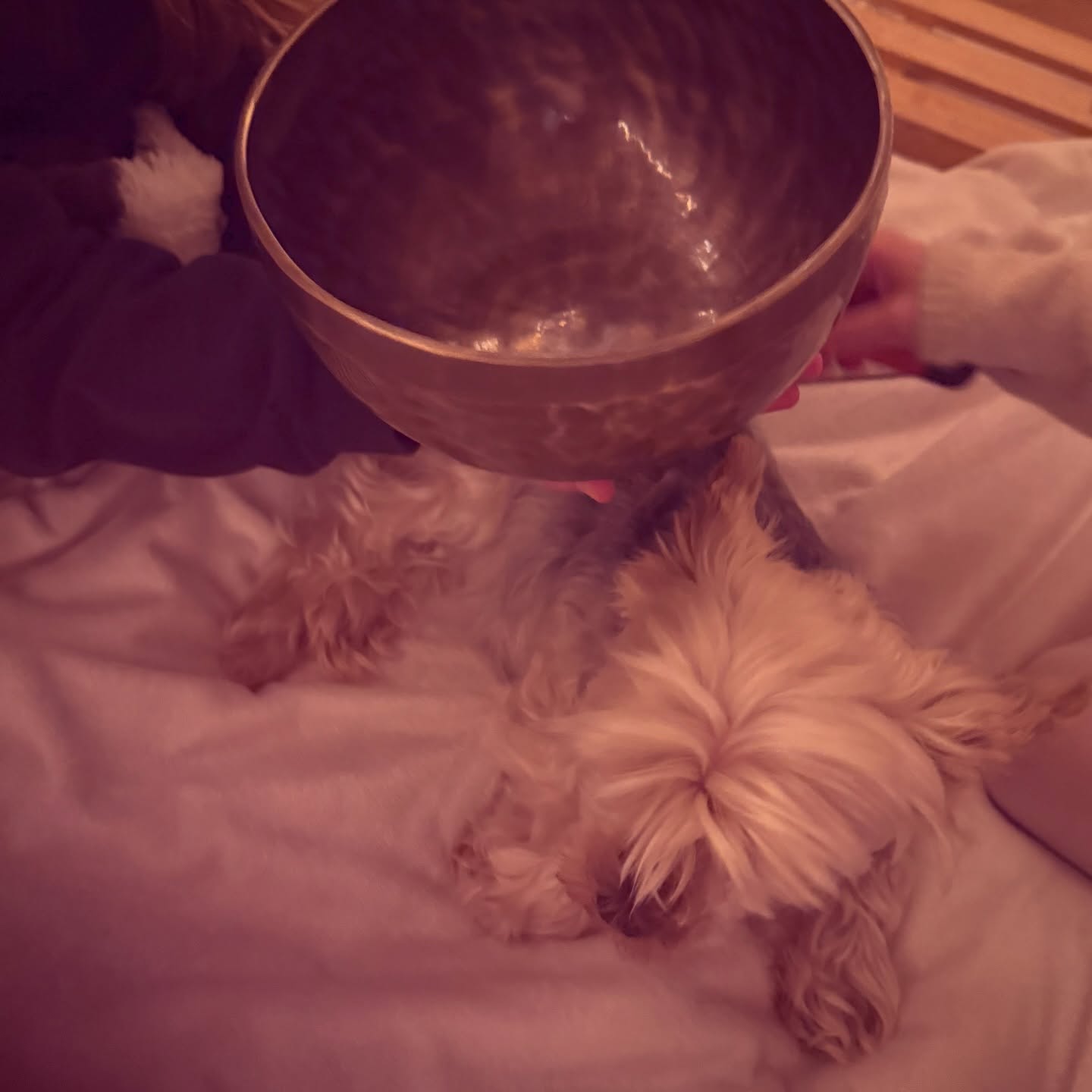 Kids doing a spa night for the dog, apparently! 👌