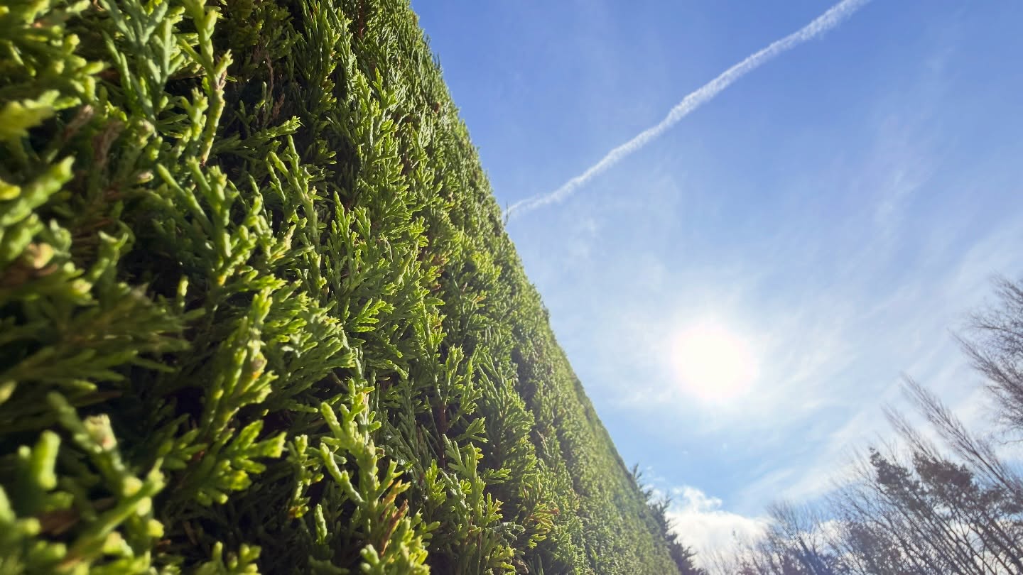 Wow look at that beautiful sun!! ☀️
This was a HUGE hedge job. Two years ago, this conifer and beech hedge was nearly double the height 😅 We reduced it right down to a much more manageable size — completely transforming the space.
Today was its first proper trim since the big reduction back in 2024. It’s still a large hedge, but now it’s far easier to maintain. This time we managed it safely from ladders — no need for the MEWP we used before 👌
Regular maintenance after a major reduction is key to keeping hedges thick, healthy and under control 🌿✂️
And with weather like this… definitely a bonus ☀️💪
All cut, cleared and left looking sharp as always ✅
#MJBGroup #HedgeCutting #ConiferHedge #BeechHedge #GardenMaintenance SunnyDays