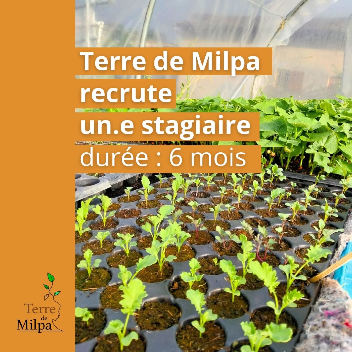 A la recherche d'un stage de 6 mois plein de sens pour valider ton M2 ?
Ca tombe bien, l'équipe Terre de Milpa recherche un.e étudiant.e de Master 2 polyvalent.e, motivé.e et curieux.se, qui partage ses valeurs et qui souhaite s'investir dans un projet agroécologique et solidaire
L'annonce complète est disponible ici 👆🏿👆🏾👆
#recrutement #stage #master