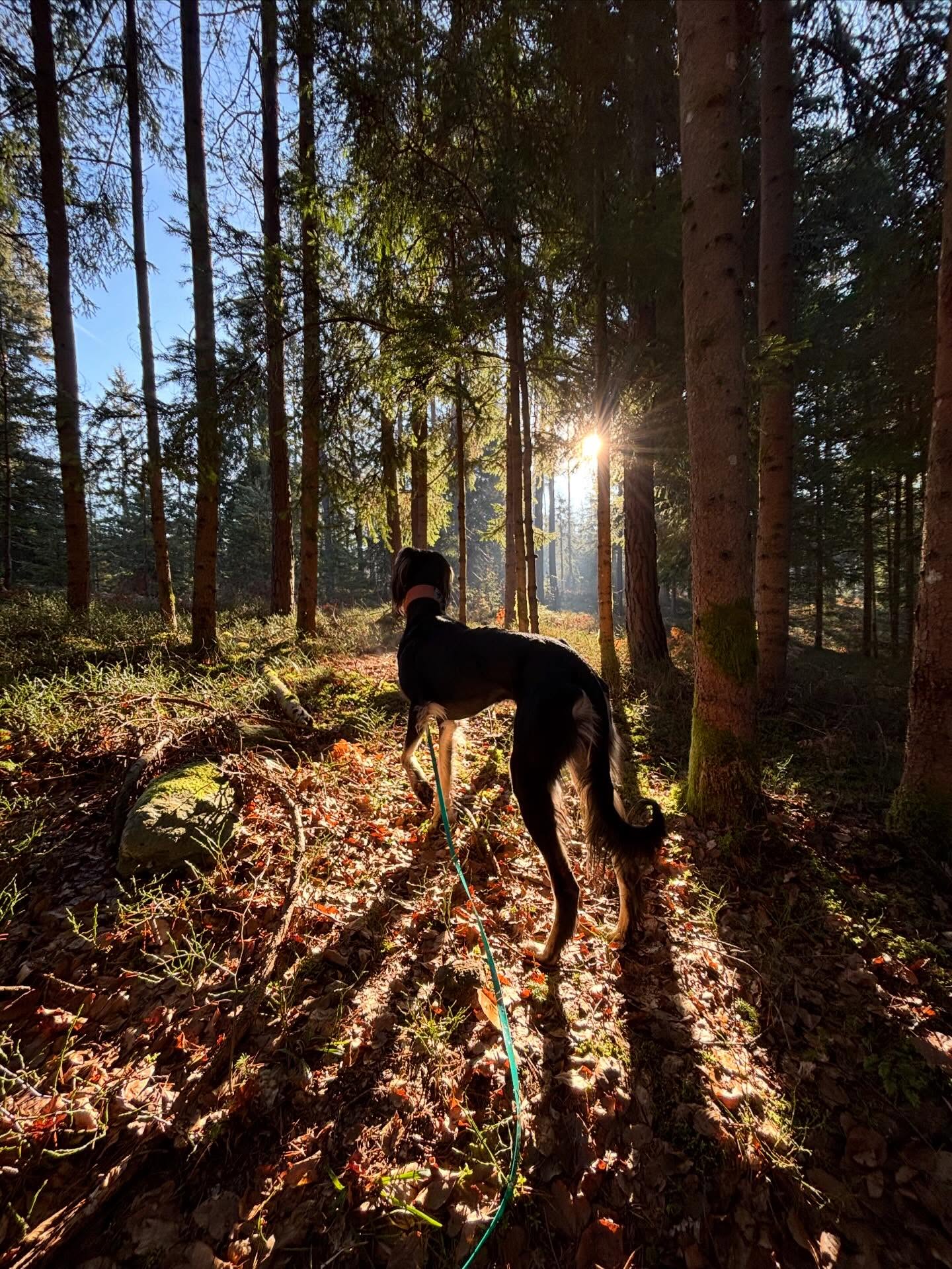 Unterwegs mit Leopold ❤️ #dogwalk #mel4animal #happydog