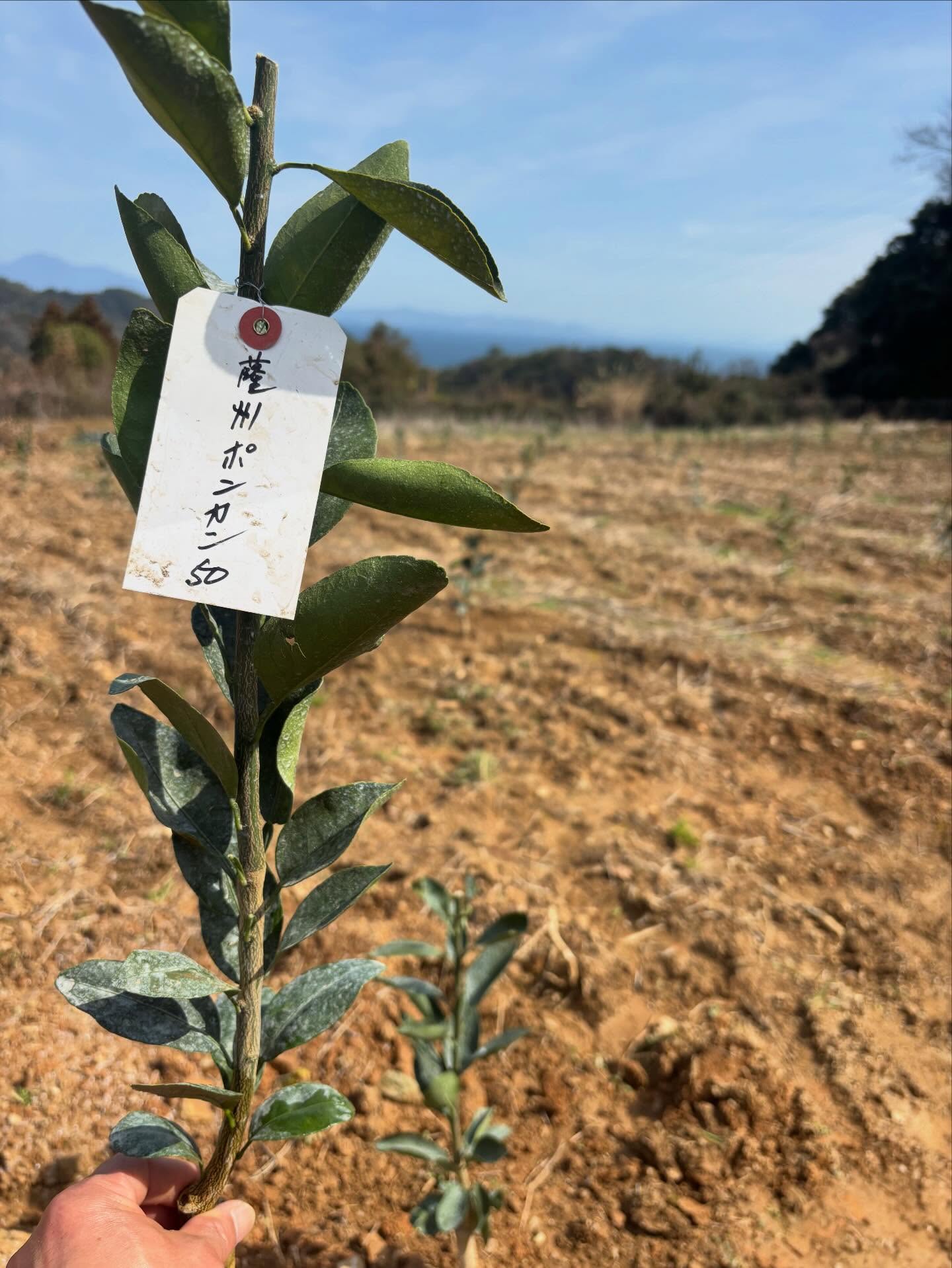 60㌢くらいのぽんかんの苗木、R8年定植します。
収穫は3年後かな?早く大きくなるように、これから丁寧に育てていきたいです。