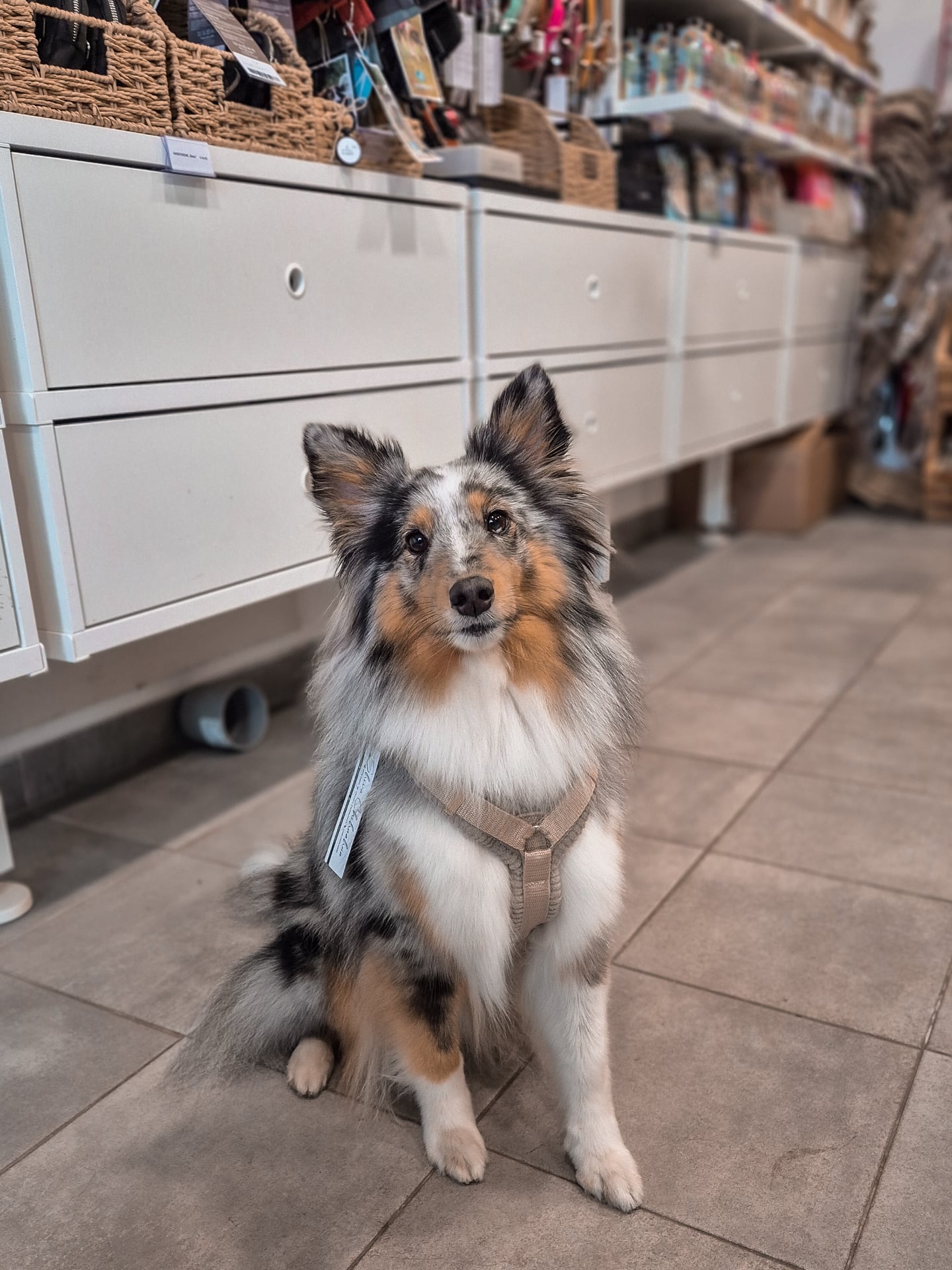 Pepper mit ihrem neuen Cord Geschirr in Größe S ❤️😍
Ich freue mich total, dass die neuen Geschirre so gut bei euch ankommen ❤️ wir haben inzwischen auch schon super viel positives Feedback dazu bekommen - vielen Dank 😍❤️
#hundeladen #hundezubehör #hundegeschirr #cordgeschirr