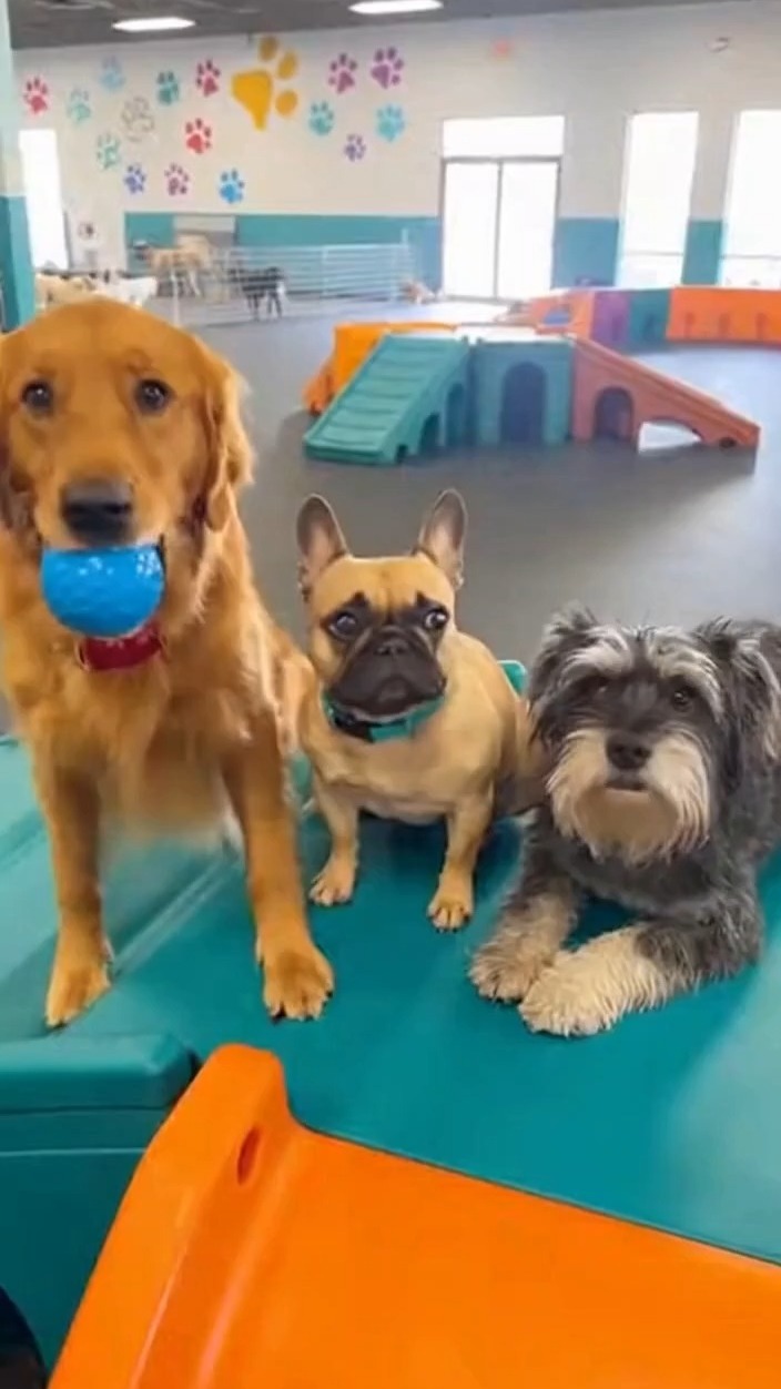 Sora summarizing The Dog Club 🐶🥰