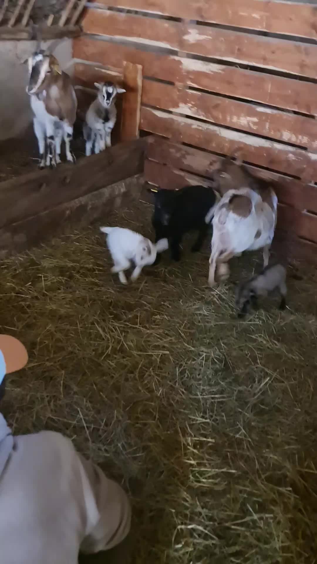 💗 C'est toujours un plaisir de partager ces moments là avec les copains et leurs enfants 👨👩👧👦
👩🏼🌾 mon métier, ma passion 🌿
#ferme #agriculture #enfants #goats #chevre
@bourgenbresse Ville de Mâcon Région Auvergne-Rhône-Alpes Ferme découverte des 2 Cocottes