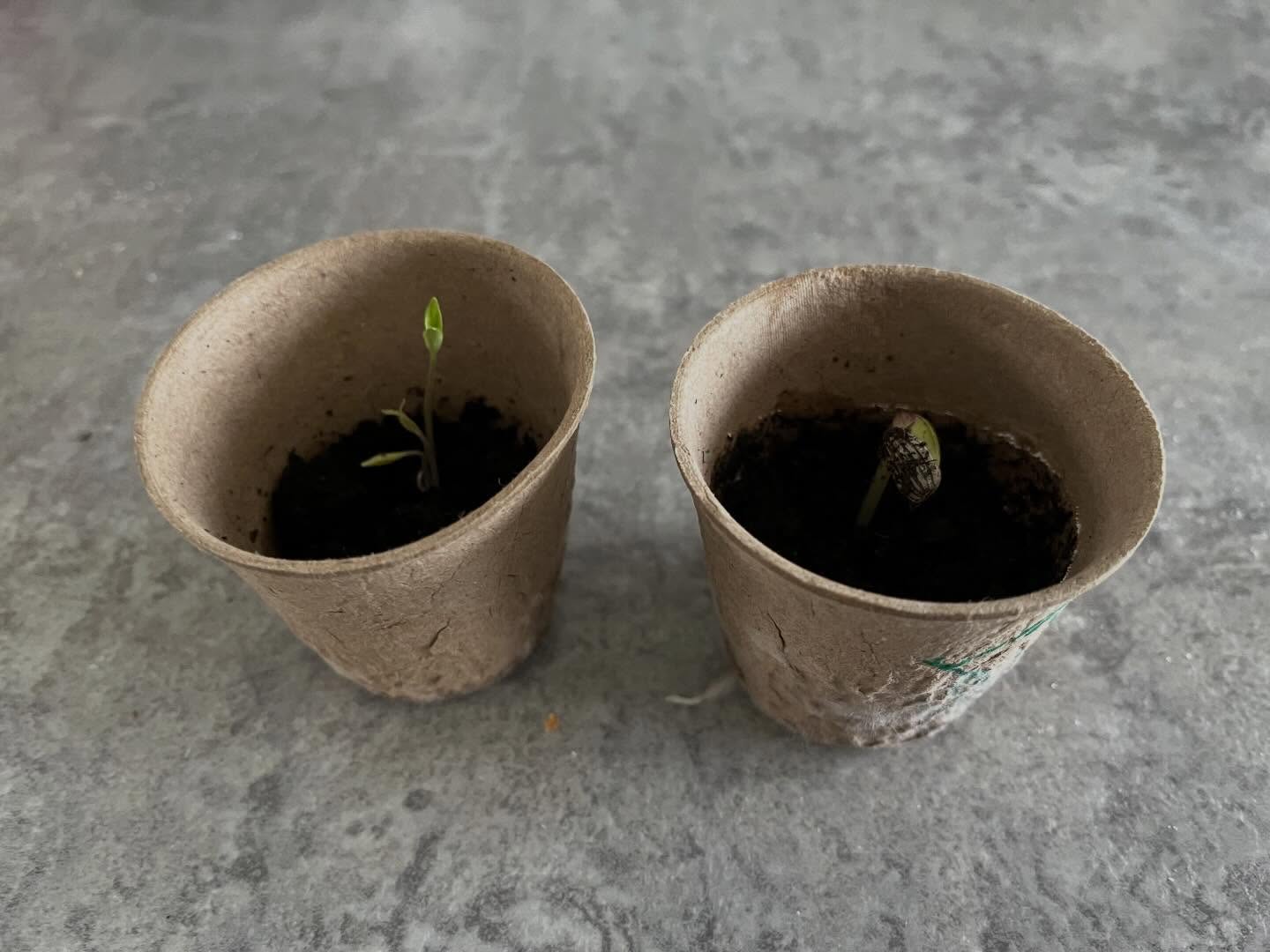 It was great to come down this morning and see the first shoots of the tomato and sunflower plants that we made in our February half term workshop.
It’s a reminder that spring is coming, with the lighter and warmer days ahead ☀️🌼
#springiscoming #yogaforchildren #schoolholidays #thegrowconcept