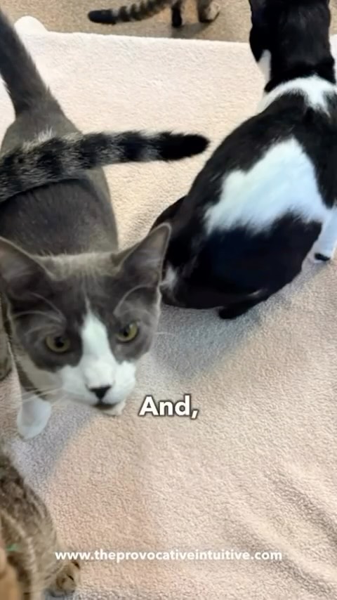 The man who once said,
“It’s either the cats or me”…
…is now a 75-year-old cat dad in love. 🐾
After my mom passed, and after his favorite cat passed, we got him two rescue kittens for Christmas.
What happened next cracked my heart open.
They do not speak.
They just love.
And it made me wonder…
what if we communicated like that too?
Watch this one. It is sweet. ❤️
#LeadWithLove
#EnergySpeaks
#GriefAndGrace
#CatDadEra
#RadicalRealness