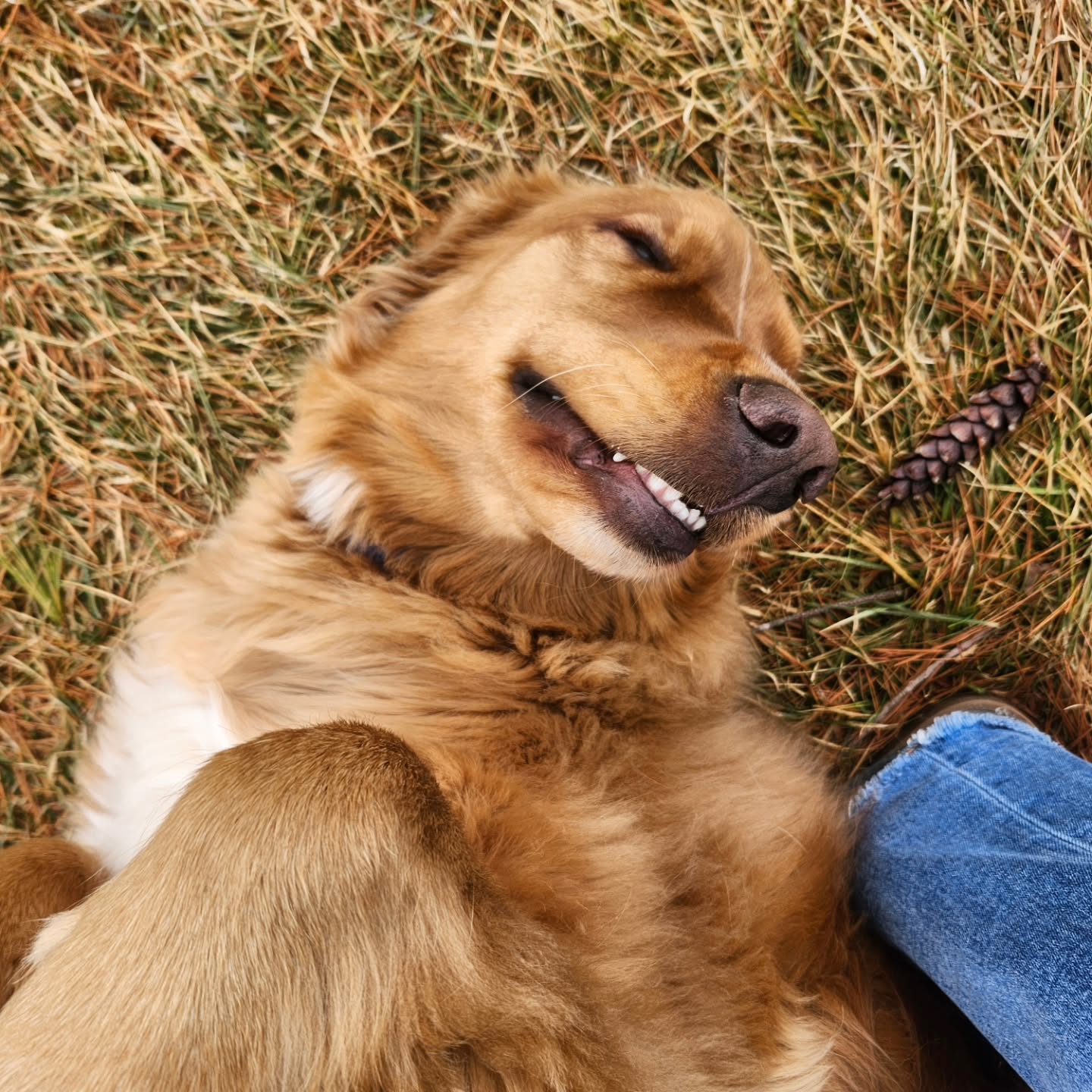 Bentley says SPRING IS IN THE AIR! and there is STILL time to sign up for our SPRING BREAK DROP-IN DAYS! Registration deadline is March 23rd!
🌼 👓 🐐 🐰 🚜
#AnimalAdventures #naturetherapy #springbreak