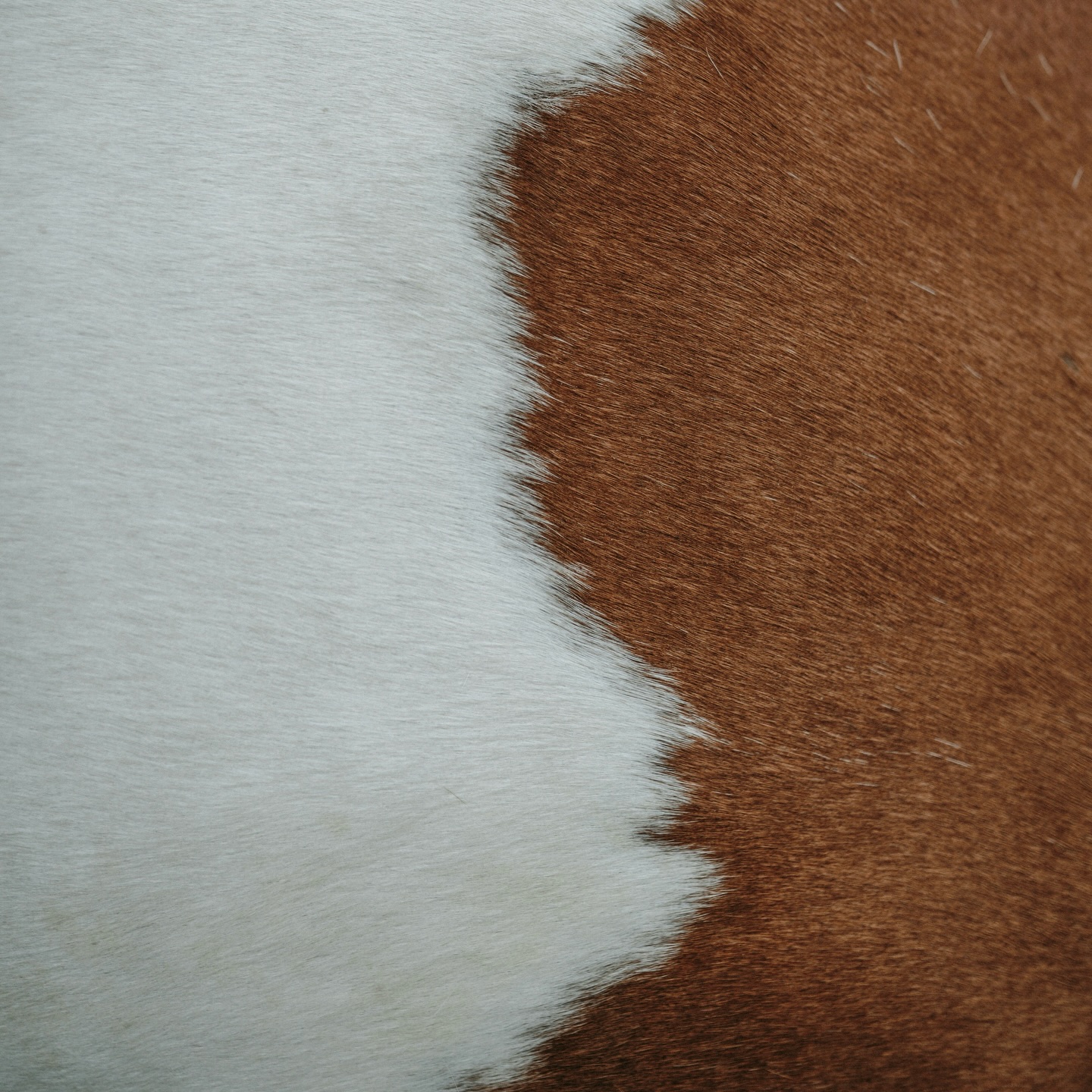 🌬️ Séance de breathwork ce samedi matin
J’ai peur des chevaux.
Ils sont grands, forts, imprévisibles.
Face à eux, je me sens toute petite.
Mes premières séances de breathwork, c’était pareil.
Quelque chose de grand qui arrive dans le corps.
Qu’on ne contrôle pas tout à fait.
Qui impressionne, qui dépasse.
Et pourtant, c’est exactement là que quelque chose se libère.
Pas besoin d’être prête.
Pas besoin d’avoir déjà fait.
Juste besoin d’oser se laisser traverser.
📆 Samedi 7 mars, de 9h à 11h.
📍 Cabinet de physiothérapie Haeberli, Neuchâtel