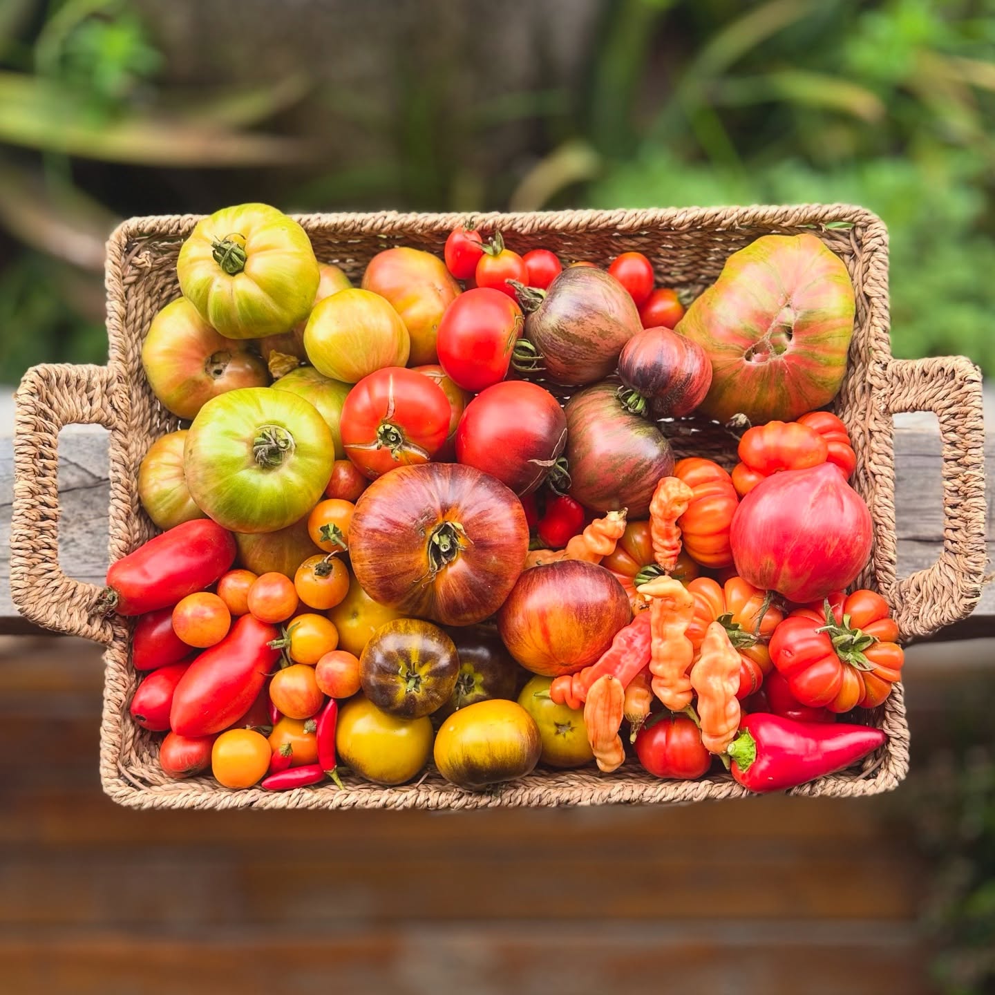 Plenty of complex multi flavoured tomatoes and chillies, ripening guavadillas, the grapes and pecans are growing plumper and there’s a steady supply of free range eggs. The weather is extreme with crazy hot subtropical conditions. Hopefully we get some rain this week - the dams are critically low 🙏🩵
Growing your own veg starts with knowing what to sow, and when. Not sure when to start? Our Moonbloom planting calendar tells you exactly what to start each month, so you can make the most out of your patch. Check it out on the farm’s online store www.honeymoonfarm.co.za
#growyourownveggies #organic #vegetables #lunarcycleplanting #biodynamicfarming #plantingcalendar #southafrica #plettitsafeeling #🍅 #❤ #🌱