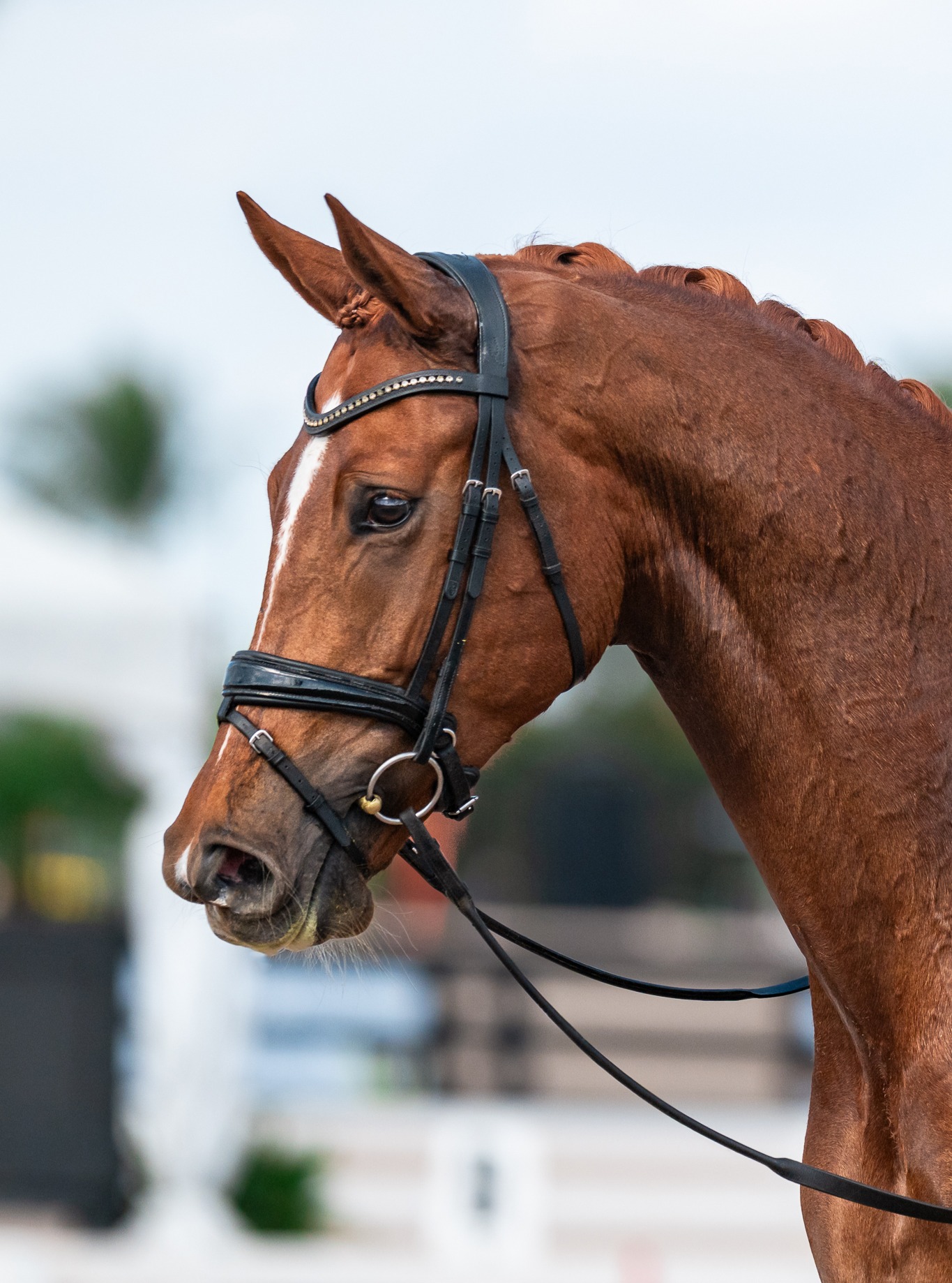 Signify QC (Secret x Londonderry x Wolkentanz x Argentan) won both of his First Level classes at Global over the last month with scores up to 75+% — the first of our homebreds to debut at Global.
📸: @centrelinemedia
#quanticosporthorses #equine #horses #horsesofinstagram #breedingwithapurpose #breedingforthefuture #dressage #dressagehorse #secretstallion #secretstallionfoals #secretstallionoffspring #londonderry #wolkentanz #hanoverian #hannoveraner #americanhanoveriansociety #oakmeadowsfarmdressage #adequanglobaldressagefestival