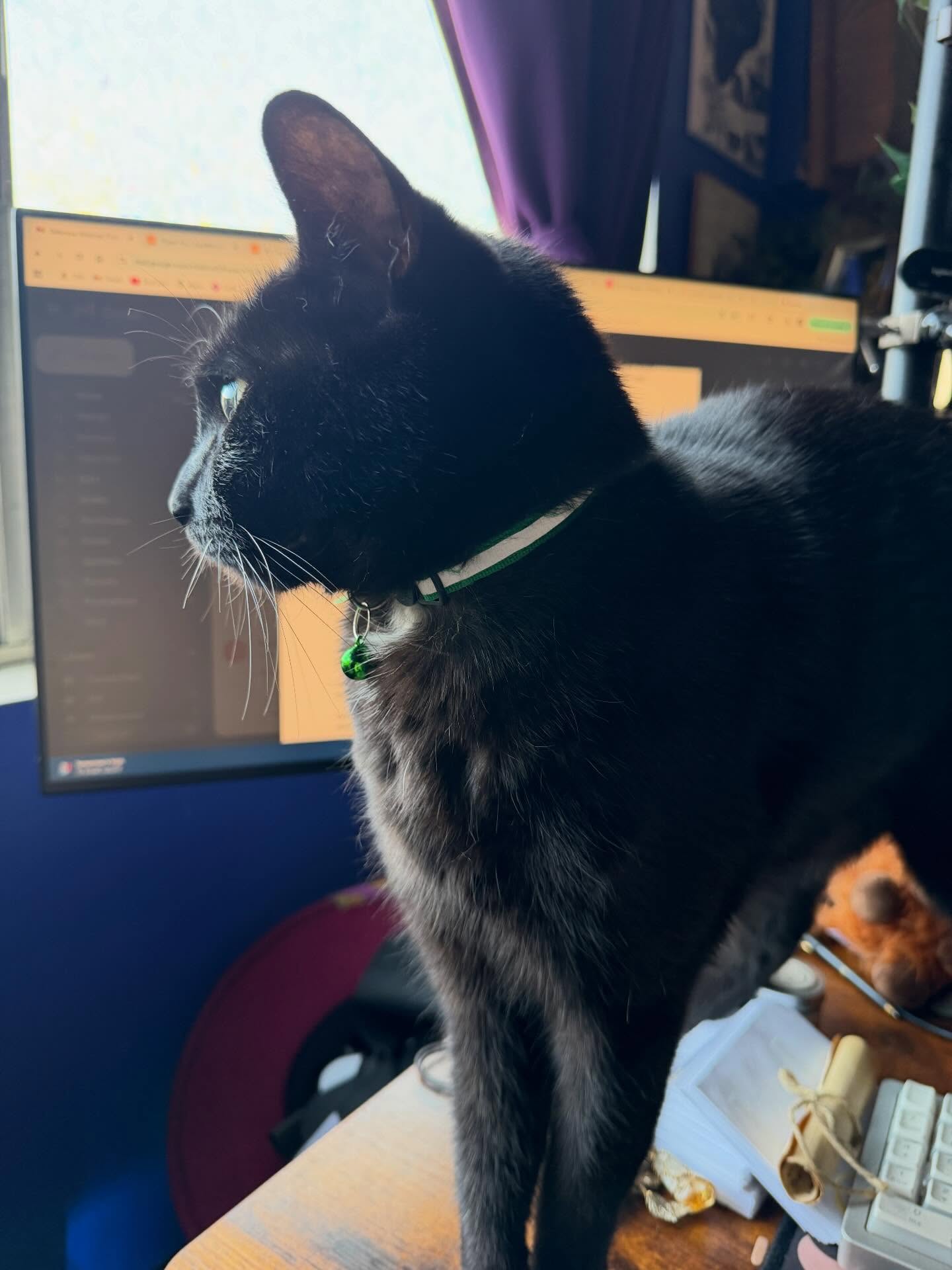 No edits, witch, only attention #familiar #writing #author #witch