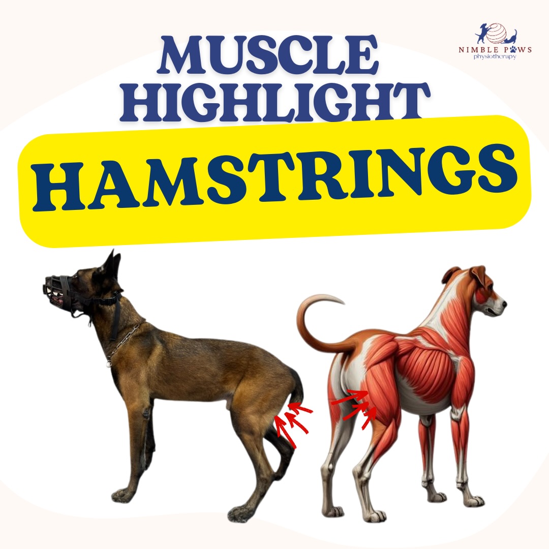 The hamstrings span across the hip, stifle, and hock. 🦵🏻
Because of this, their role isn’t fixed to one action.
Their contribution shifts depending on the phase of movement — helping generate motion, control transitions, and prepare the limb for loading again.
In practice, this means their function is rarely about a single joint. It’s about how the limb moves as a whole.
Stay tuned for our reel on Saturday to learn more about what exercises we do in rehab for hamstring activation 😊
#nimblepaws #movementmatters #caninerehab #dogphysio sgdogs