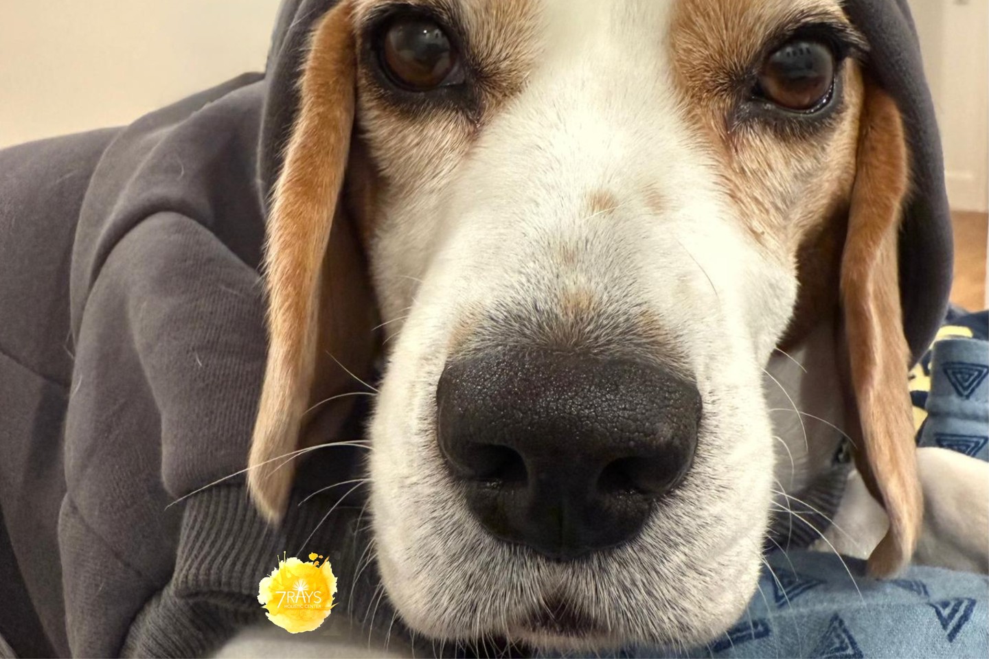 👀 Eyes that see everything.
👃 A nose that investigates everything.
Lilo’s weekend practice:
Notice the moment.
📸 Photo by Hemla
#reawakenthepower
#colortherapy #familyconstellations #CrystalHealing #EnergyWork #Intuition #Productivity #SpiritualGrowth
#ColorTherapy #SelfExpression #ChakraHealing #7rays