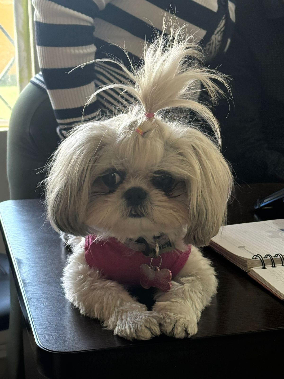 Querida Coco 💖
Es una perrita pequeña, llena de energía y dulzura. Siempre busca estar cerca de ti, acompañándote en cada momento con ternura y lealtad. Su presencia transmite calma y convierte lo sencillo en algo especial.
“Patitas que guían… Corazones que sanan” 🐶💜
¡Síguenos, dale like y comparte para unirte a nuestra familia Pawsitive! Y descubrir más sobre cómo nuestras mascotas pueden apoyarnos emocionalmente.
#PawsitiveSupportFamily #PawsitiveSupportFamilyMember #CertificaciónDeMascotas #MascotasFelices #AmigosPeludos #mascotasdeapoyoemocional