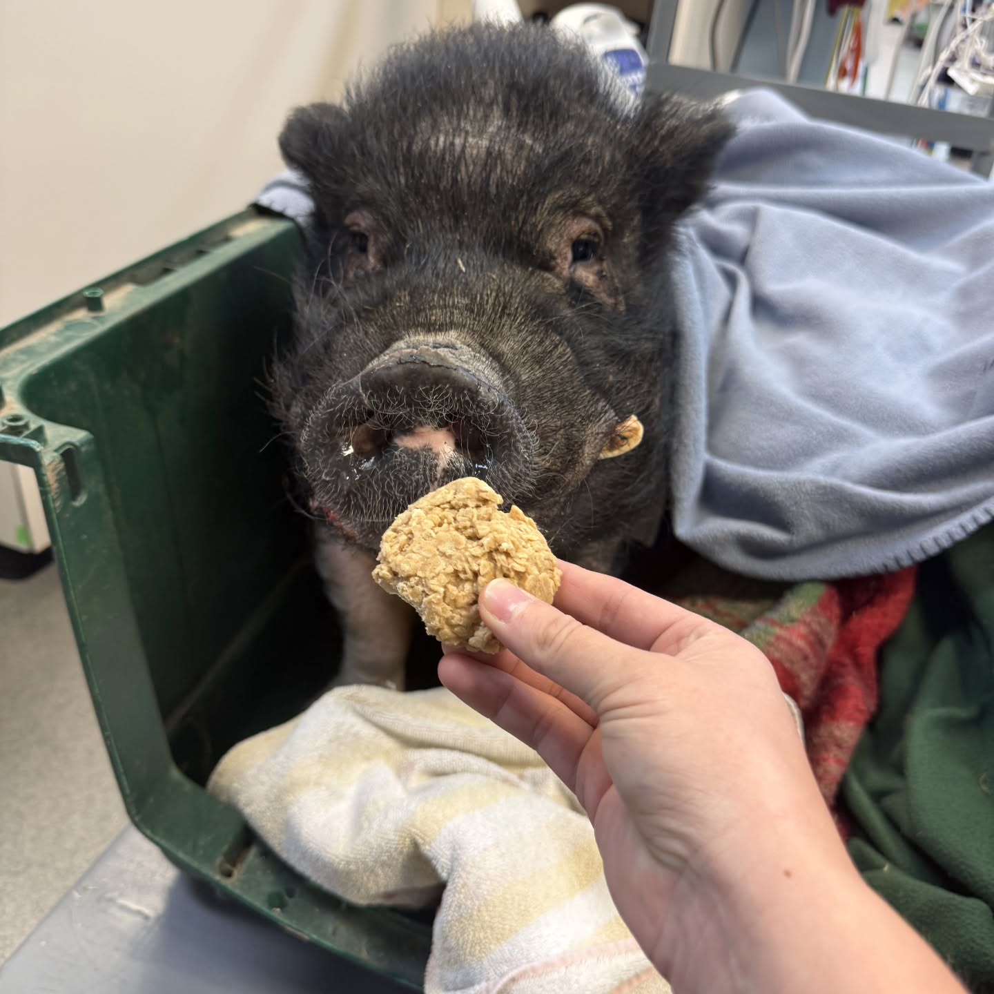Please help out Mr. Tusk 🐷🦷❤️🩹 Our very special boy had 10 teeth removed last week at our vet after his momma noticed his mouth was uncomfortable. He was avoiding many of his favorite foods, so we got him scheduled at vet right away. We are so glad we did! His mouth must have been very painful. Thankfully, he bounced right back after his surgery and is as happy as ever.
Unfortunately, his bill totaled $567 and we don't have the funds to cover this bill right now. Winter is a tough time for every rescue, between funds spent on straw and higher electric bills to keep our piggies warm and a lack of fundraiser events due to the cold, so we could use some help.
Who is Mr. Tusk? He is minor celebrity here at Pigsburgh Squealers Rescue. Back in Fall of 2019, a pig was found on the side of the road in a rural West Virginia town. He had been hit by a car days before (as we learned later) and wasn't able to move. A kind human found him and reached out for help. We vowed to cover his medical costs and Mr. Tusk was taken to Ohio State immediately. Unfortunately, the surgeries to repair his lower rear legs failed in the following weeks due to hardware rejection and infection. Both rear legs were amputated below his knees (leaving his femurs). We went against recommendations for euthanasia, knowing that he was still a happy boy with a big future.
And.... Mr. Tusk is still thriving over 6 years later! Despite much effort, he refused to use either of two specialized wheelchairs we got for him. Best thing yet, he has had no complications from his amputations. He uses his remaining rear leg stumps to move himself around his house and yard. Mr. Tusk has two adopted sisters and attends events as a pig rescue ambassador.
So, we ask our supporters to please help our special boy out. Providing vet care is one of our primary mission goal here at Pigsburgh Squealers Rescue, but sometimes we can't foot a bill right away. You can donate through this post or through the methods below. Thoinks!
🐷 Donate bit.ly/supportPSR
🐽 Venmo @pigsburghsquealers
🐽 Zelle Pigsburghsquealers
🐽 PayPal (fee) paypal.me/pigsburghsquealers
🐽 CashApp $PigsburghSquealers