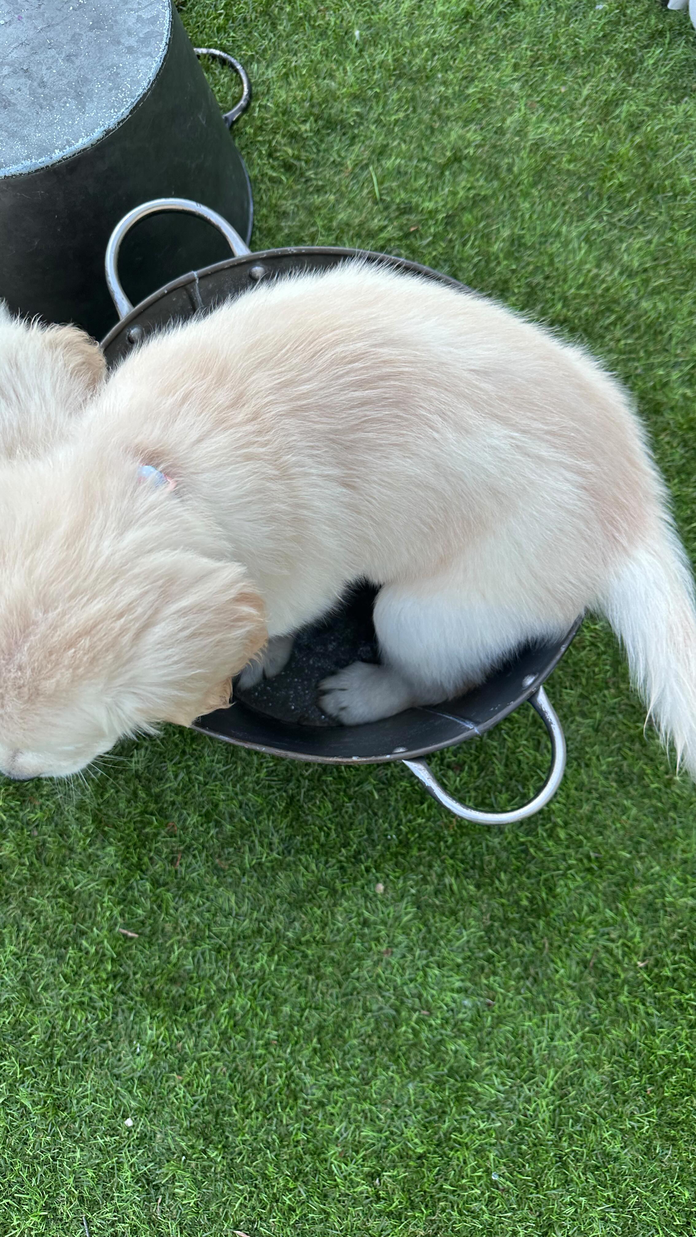 Best friend in training 🐾🩷
#goldenretriever #goldenretrieverpuppy #puppies #puppy #bestfriend