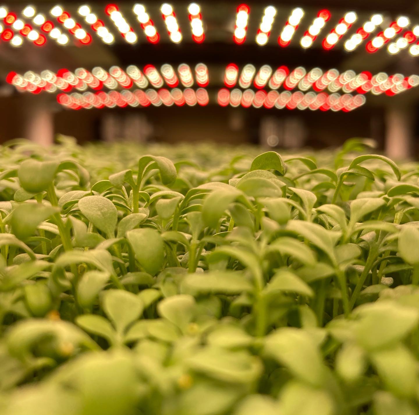 There have been many recent advancements in the efficiency of grow lighting and we’ve enjoyed experimenting with a wide variety of lighting on the farm. The advantages of using LEDs far outweighs any other options available. Light spectrums and intensity can be controlled to meet the requirements of every individual plant along their journey to harvest. If you are interested in building a grow setup for yourself, we find the 4200k spectrum at about 12.5 watts per sq.ft to be perfect for most micros. The best way to get the most from nutrient dense produce is to eat them fresh cut right in your kitchen! Let us know if you are looking for ideas on how to start growing your own greens at home or for your business. 😊 🌱
-
-
-
-
#urbanfarming #hydroponics #verticalfarming #knowyourfarmer #cagrown #freshfood #healthyfood #urbanfarmer #mixedgreens #leafygreens #microgreens #nongmo #planthealth #indoorfarming #aeroponics #placergrown #growsomeleafys #growsomemicros #shellridgefarms #localfarmers #nutrientdense