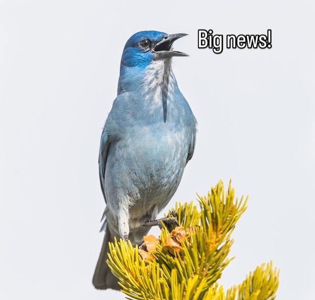 Hey Y’all! We’ve got big news! We are changing the name of our shop! After ten years we’ve decided our old name just wasn’t right for us. So we are excited to begin anew this season as Blue Crow Gear & Gifts.
‘Blue Crow’ is the folk name for the Pinyon Jay, a year-round resident of the West and specifically Pinyon Juniper forests. We are inspired by what they symbolize: community care and stewardship of the land. Pinyon Jays are keystone species of these forests and have evolved an interdependent relationship with the Pinyon Pine. They are highly social and live in large communal flocks.
These ideals guide us in how we manage our business, and how we show up for our community and the lands we live in. Stop by and say hi! We cant wait to see you!