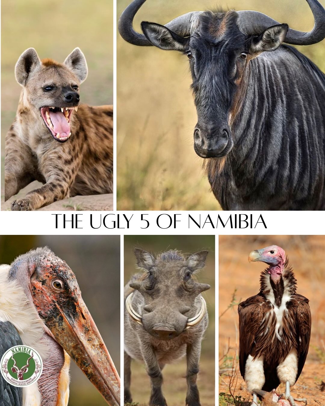 Everyone knows the Big Five — but the wild has another side. Meet the Ugly Five of Namibia 🇳🇦 Not the prettiest, but some of the toughest and most fascinating survivors out there. From bone-crushing predators to nature’s clean-up crew, these species prove that in the bush, beauty isn’t the goal — survival, strength and purpose are.
Which one surprised you the most? 👇
#Ugly5 #NamibiaWildlife #AfricanWildlife #Conservation #FairChase Namibia ProtectTheWild