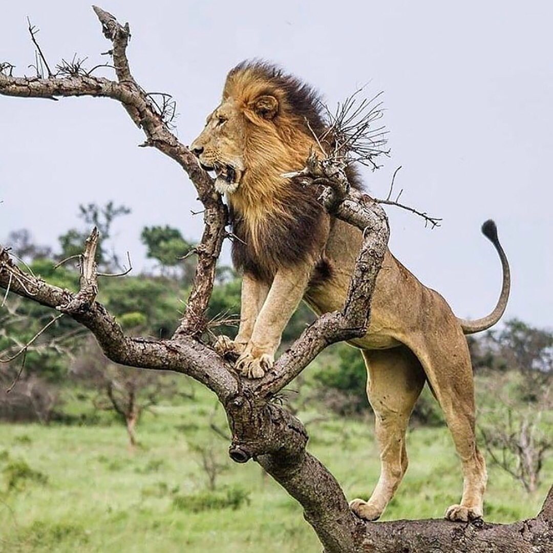 Fascinating Facts About Lions
“African lions are the most social of all big cats and live together in groups or “prides.” A pride consists of about 15 lions. Male lions defend the pride’s territory while females do most of the hunting. Despite this, the males eat first. These majestic cats are threatened by habitat loss. The lion is listed as vulnerable on the IUCN Red List of Threatened Species. The lion was once found throughout Africa, Asia and Europe but now exists only in Africa with one exception. The last remaining Asiatic lions are found in Sasan-Gir National Park in India, which was primarily created to protect the species. Currently, there are approximately 350-400 lions in the park. A lion’s roar can be heard from as far as 5 miles away. A lion can run for short distances at 50 mph and leap as far as 36 feet. A good gauge of a male lion’s age is the darkness of his mane. The darker the mane, the older the lion. A lion’s heels don’t touch the ground when it walks. A lion may sleep up to 20 hours a day.” www.worldwildlife.org
One of the easiest ways to increase wildlife habitat is to help plant trees by switching your web browser to @Ecosia to plant trees for free while you search the web. Ecosia.org is the ‘search engine that plants trees’ by donating 80% of their advertising revenue to effective tree planting projects around the world with a focus on biodiversity hotspots.
Photo by @mikesutherlandphoto
Subscribe to @_trees_are_awesome for more inspiring nature content and to connect with easy ways to plant trees around the world.
#reforestation #generationrestoration #wildnature #wildlife #wildlifehabitat #habitat #biodiversity #wildlifeplanet #wildlife_inspiration #wildanimals #naturephotography #mothernaturerocks #treeconnection #naturegrams #givebacktonature #nature_inspiration #naturebeauty_pix #naturemeditation #natureinspiredbeauty #naturelifeearth #naturelifeearth #mothernaturerocks #loveforests #bigcatsforever #lion #lions #lionsofinstagram #planttrees